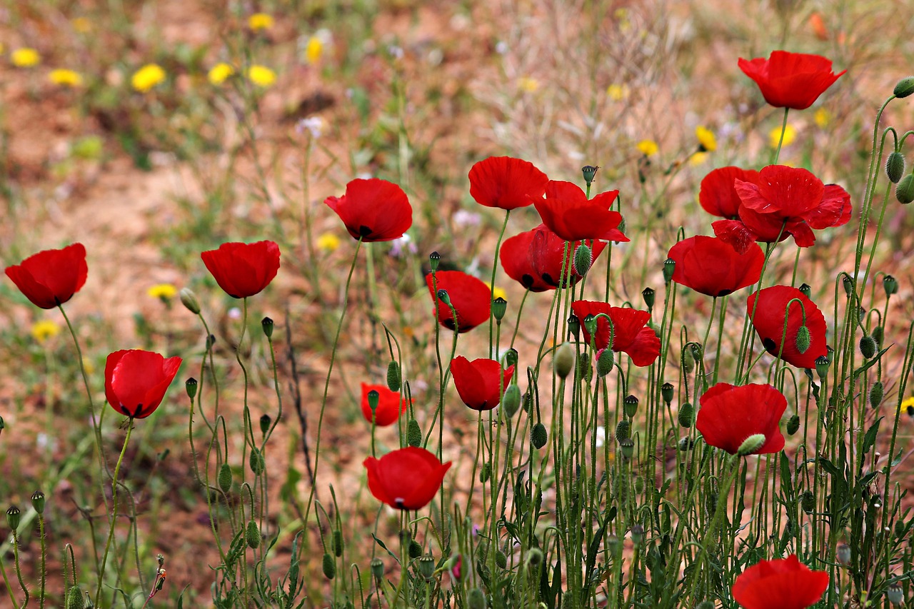 poppies  field  wild free photo
