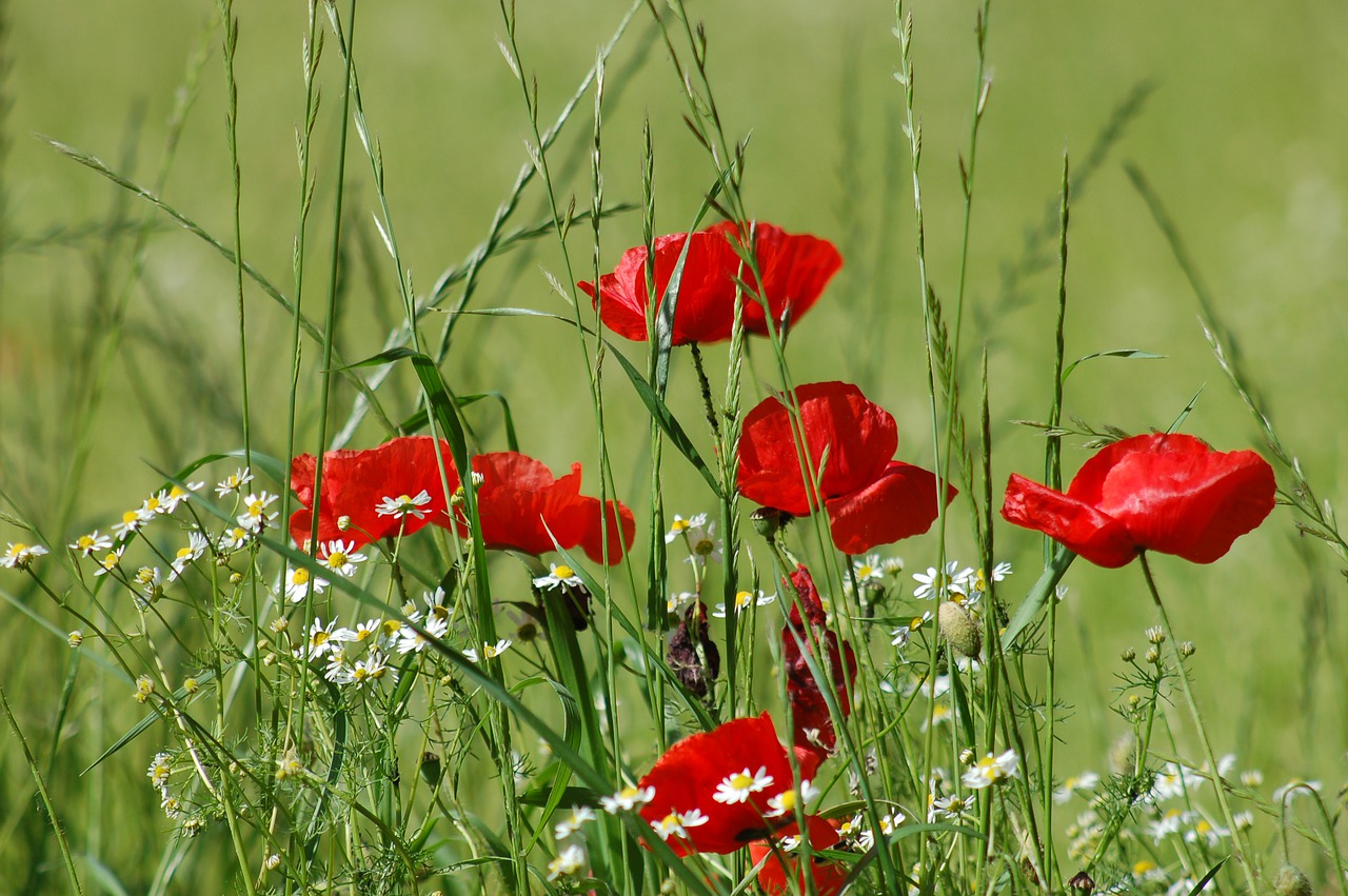 poppies  field  prato free photo