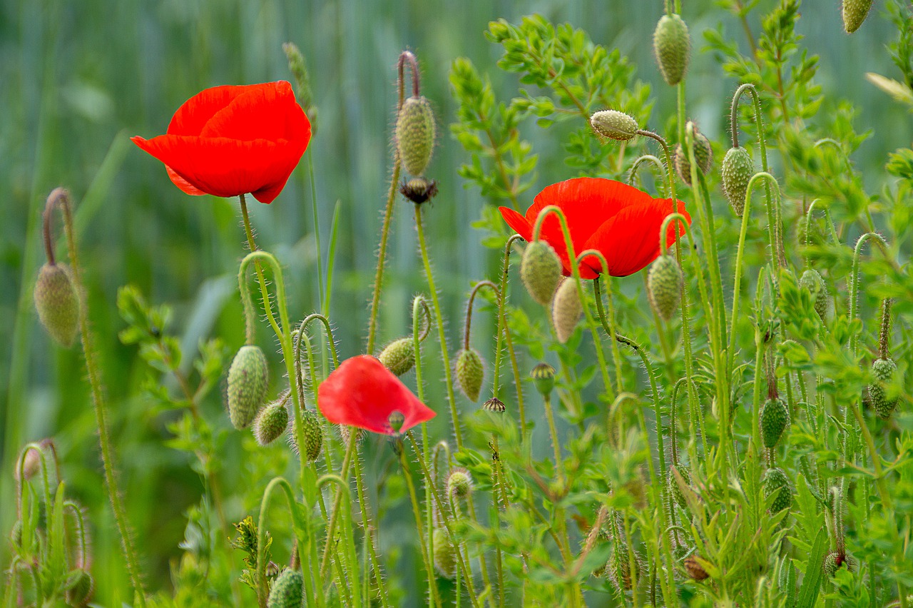 poppies  red  meadow free photo