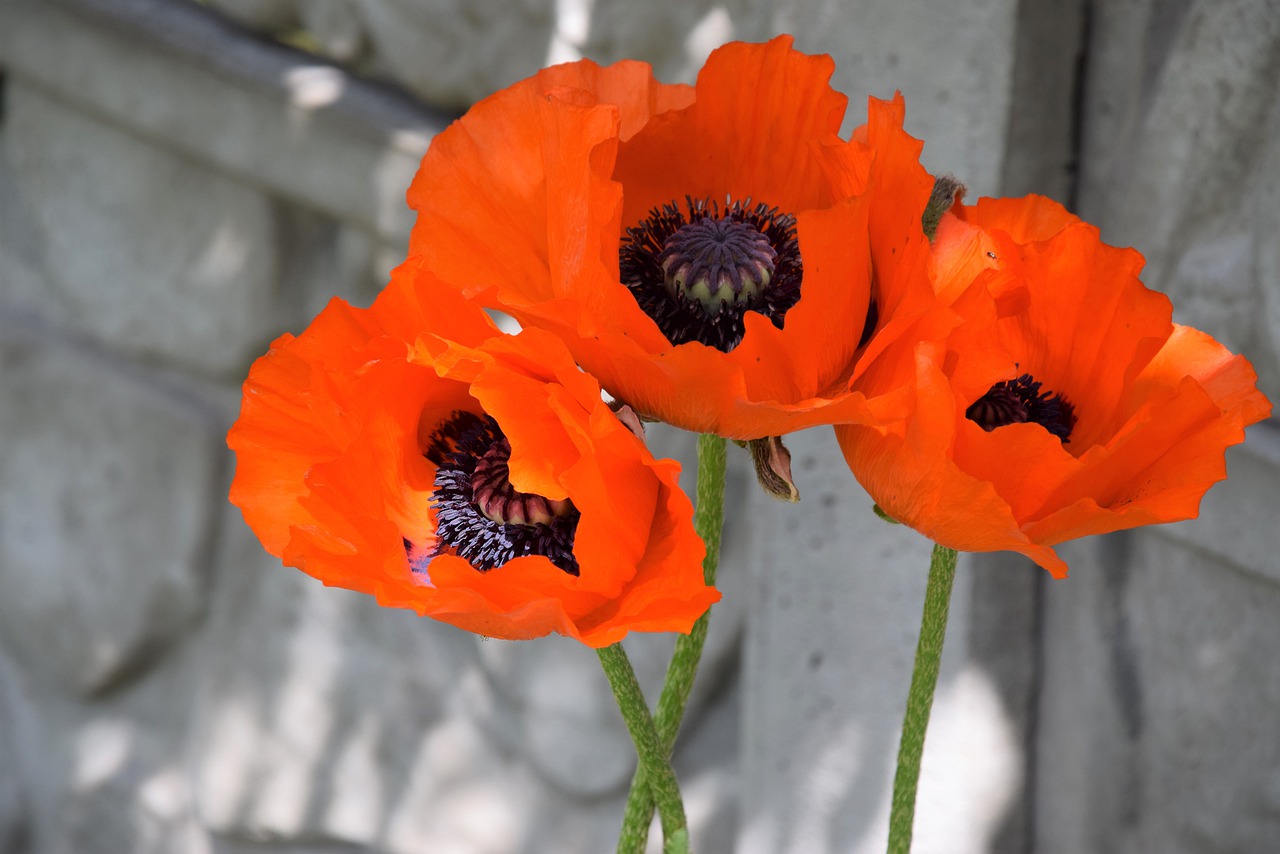 poppies  garden  nature free photo