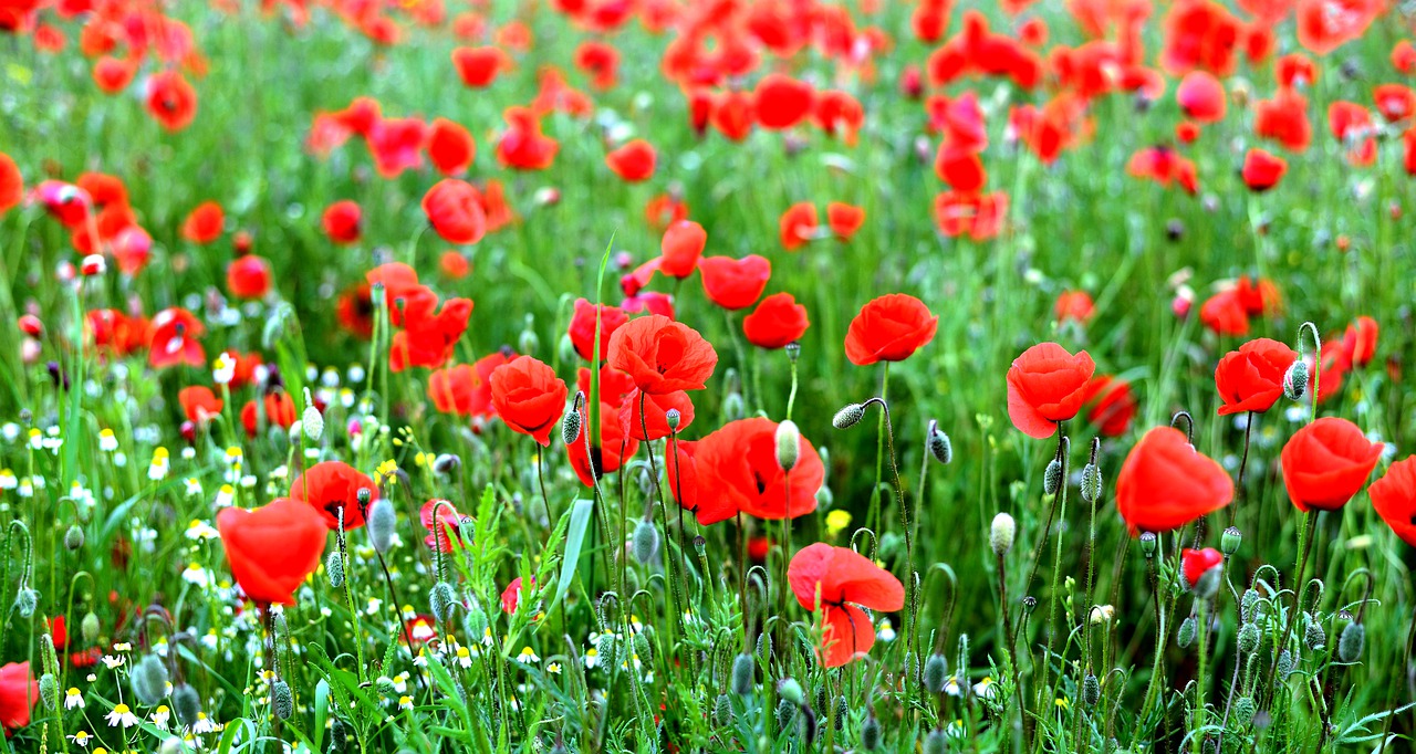 poppies  poppy field  poppy free photo