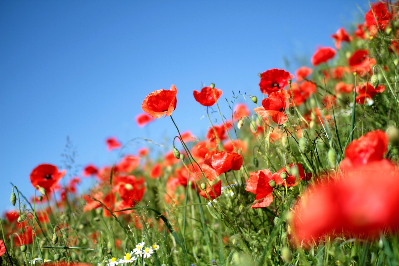 poppies  poppy  red free photo