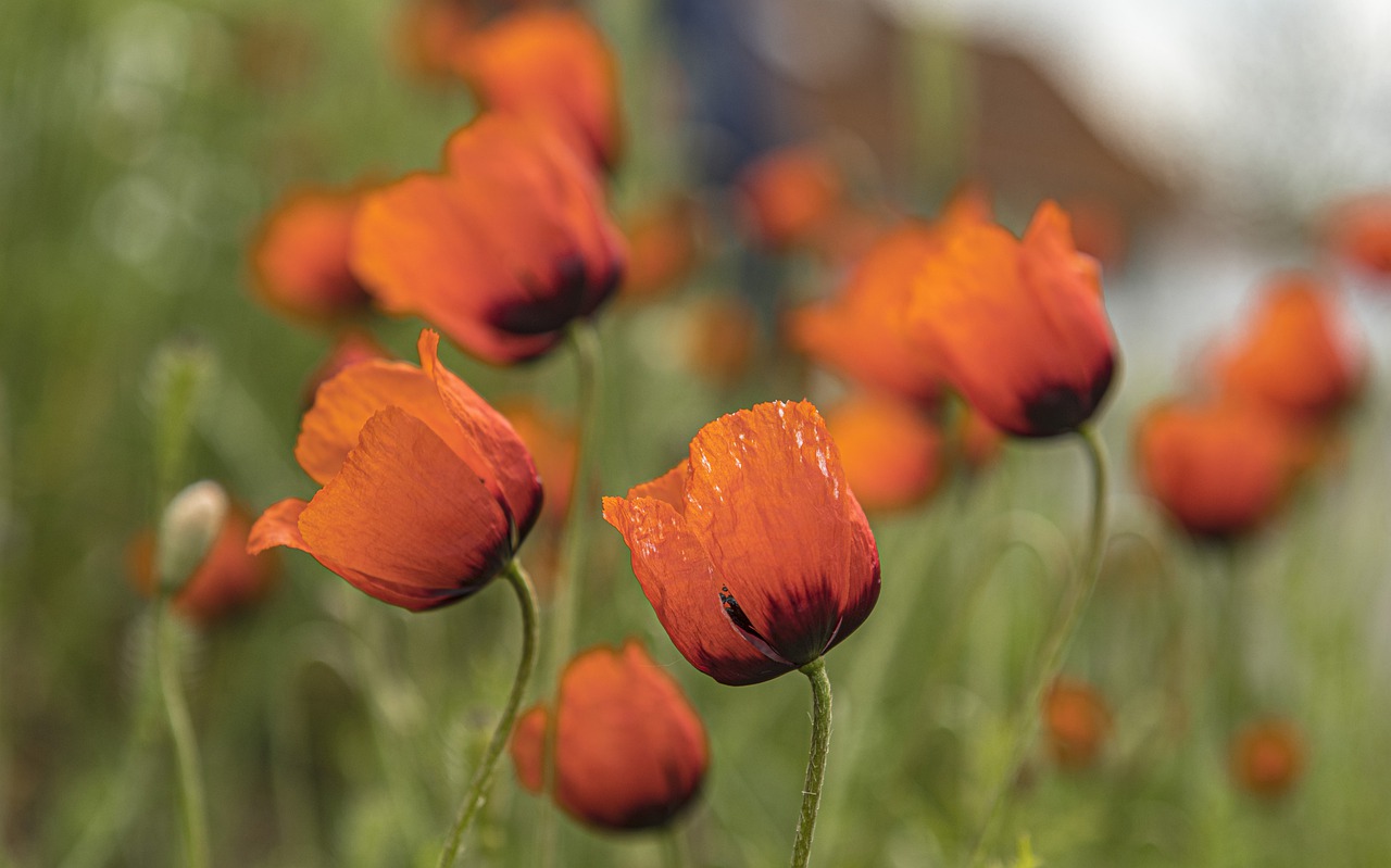 poppies  flowers  poppy free photo