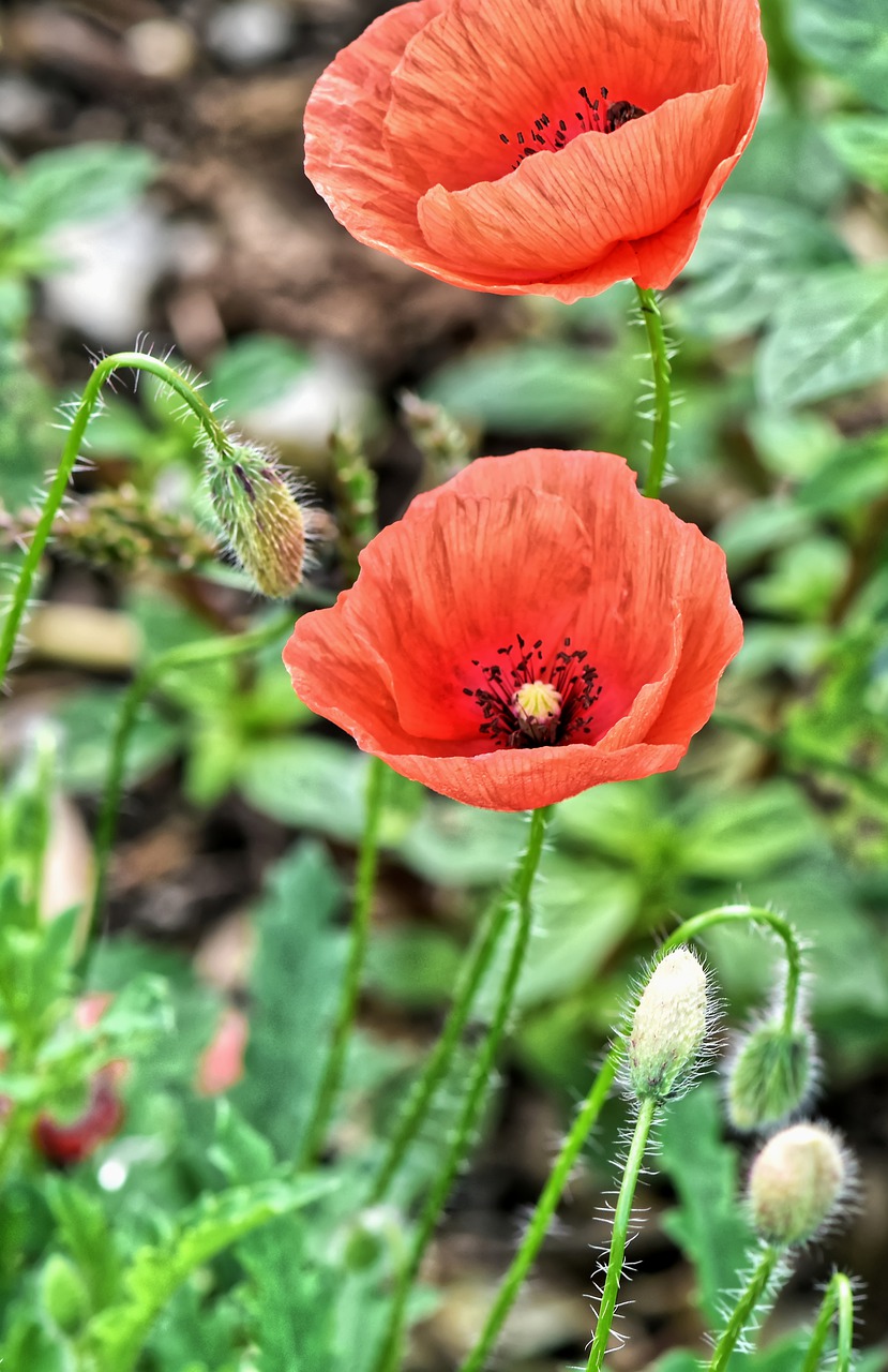 poppies  summer  nature free photo