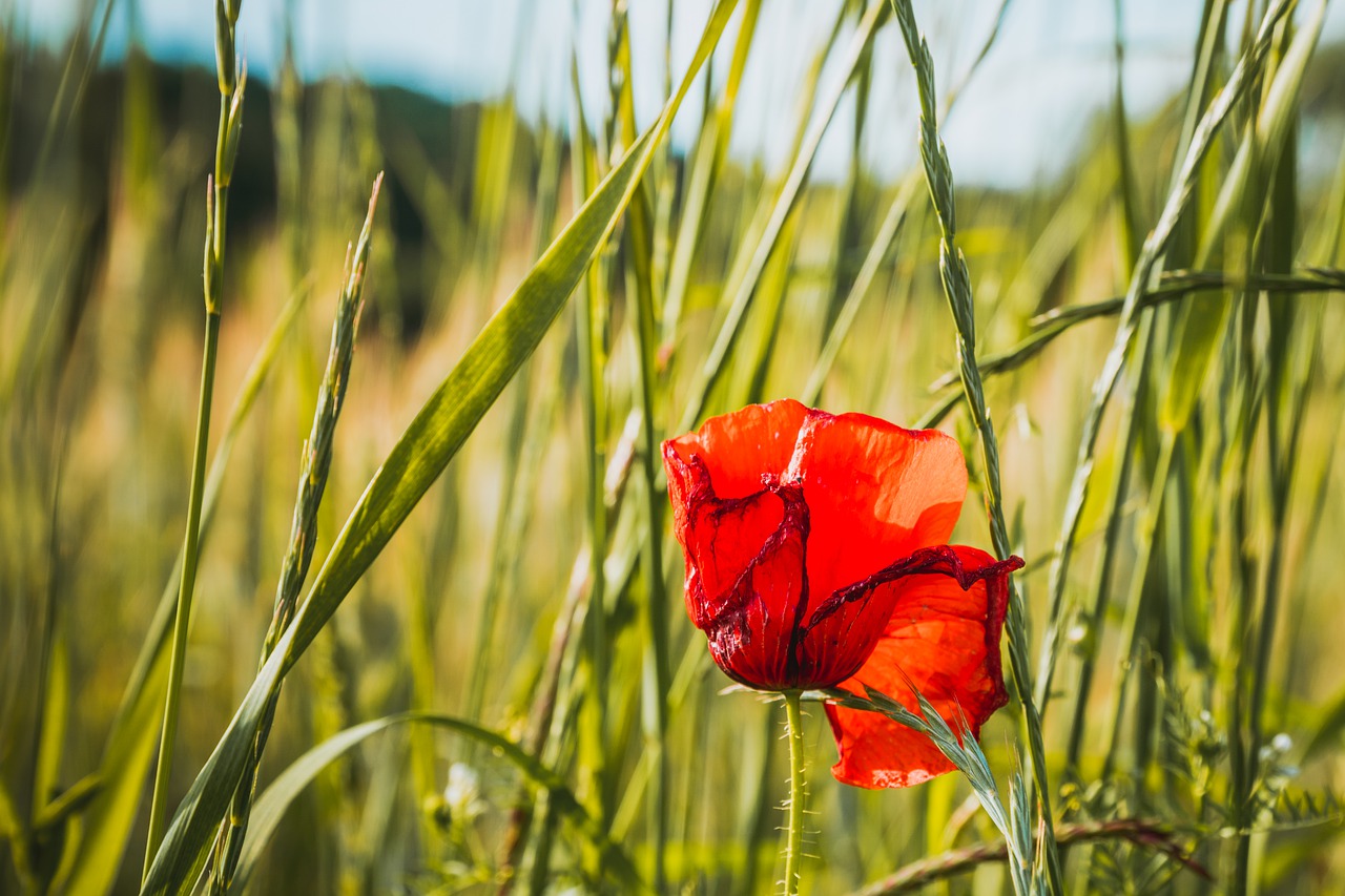 poppies  poppy  field free photo