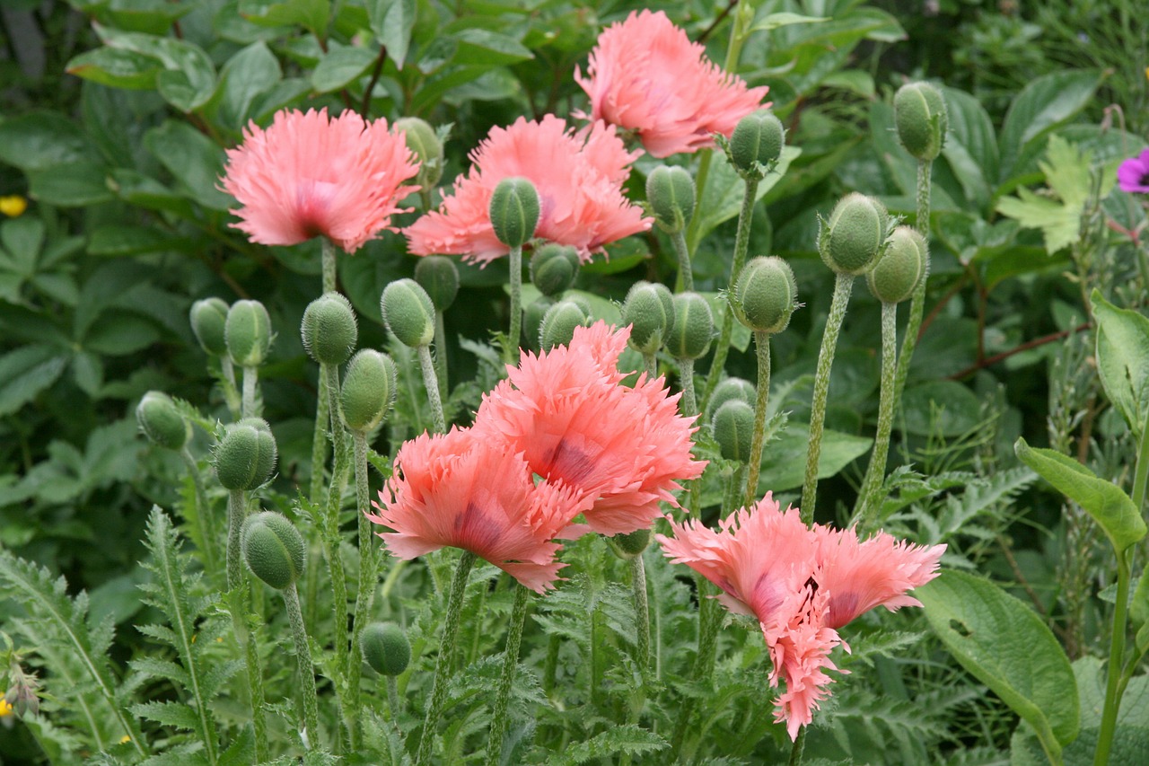 poppies poppy flowers free photo