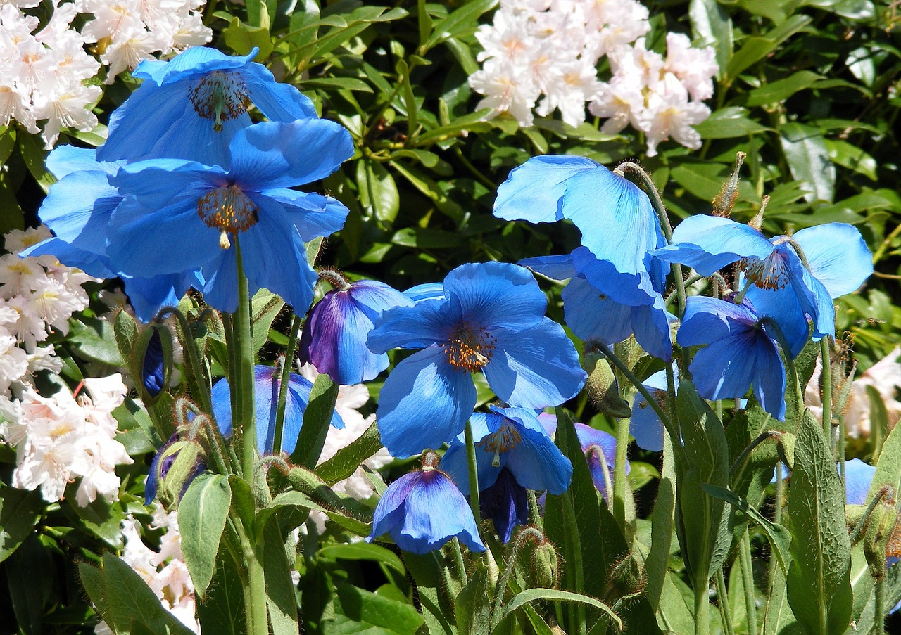 poppies blue meconopsis free photo