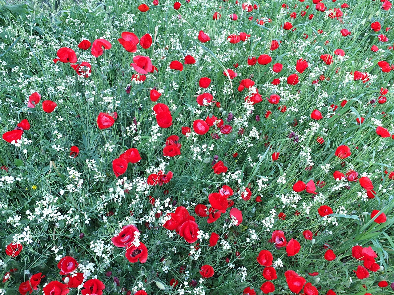 poppies flowers red free photo