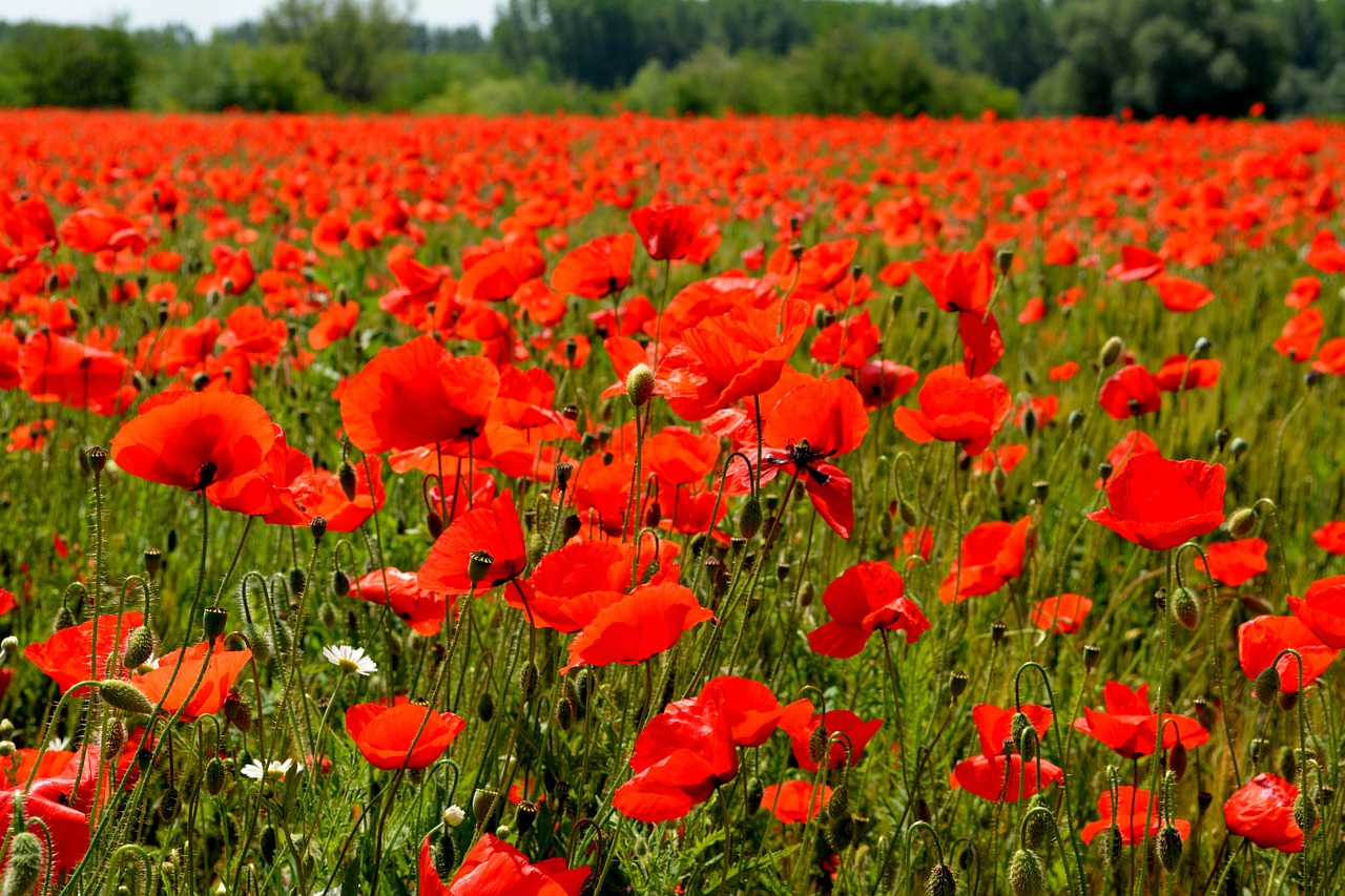 poppies red camp free photo