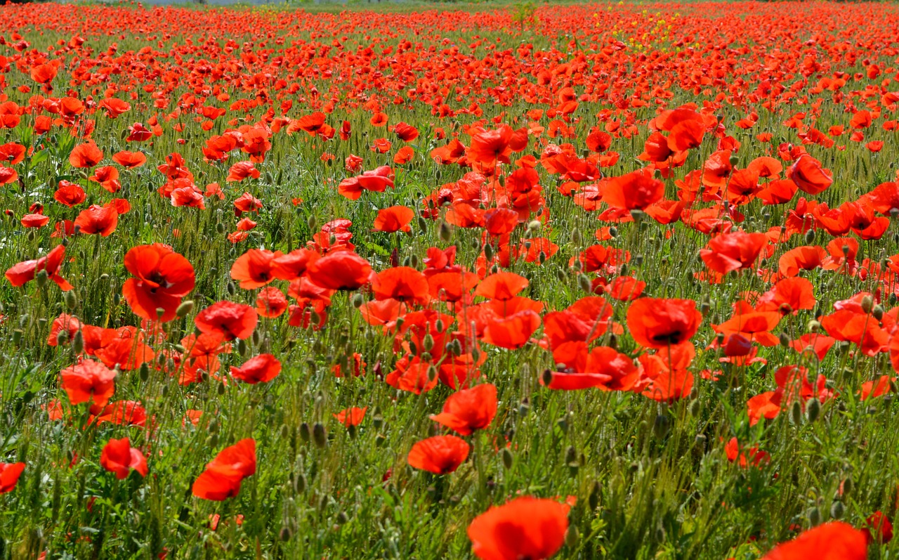 poppies red flower free photo
