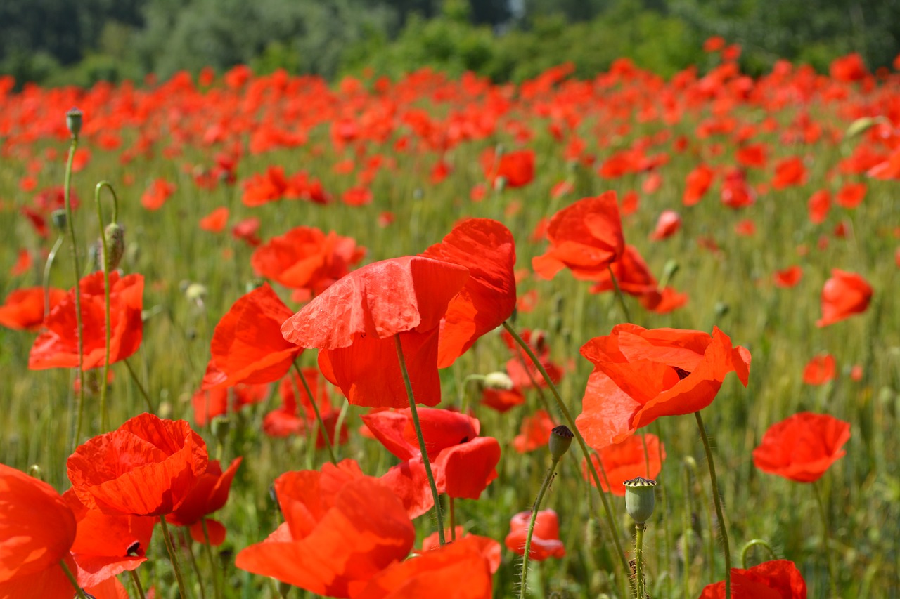 poppies red flower free photo