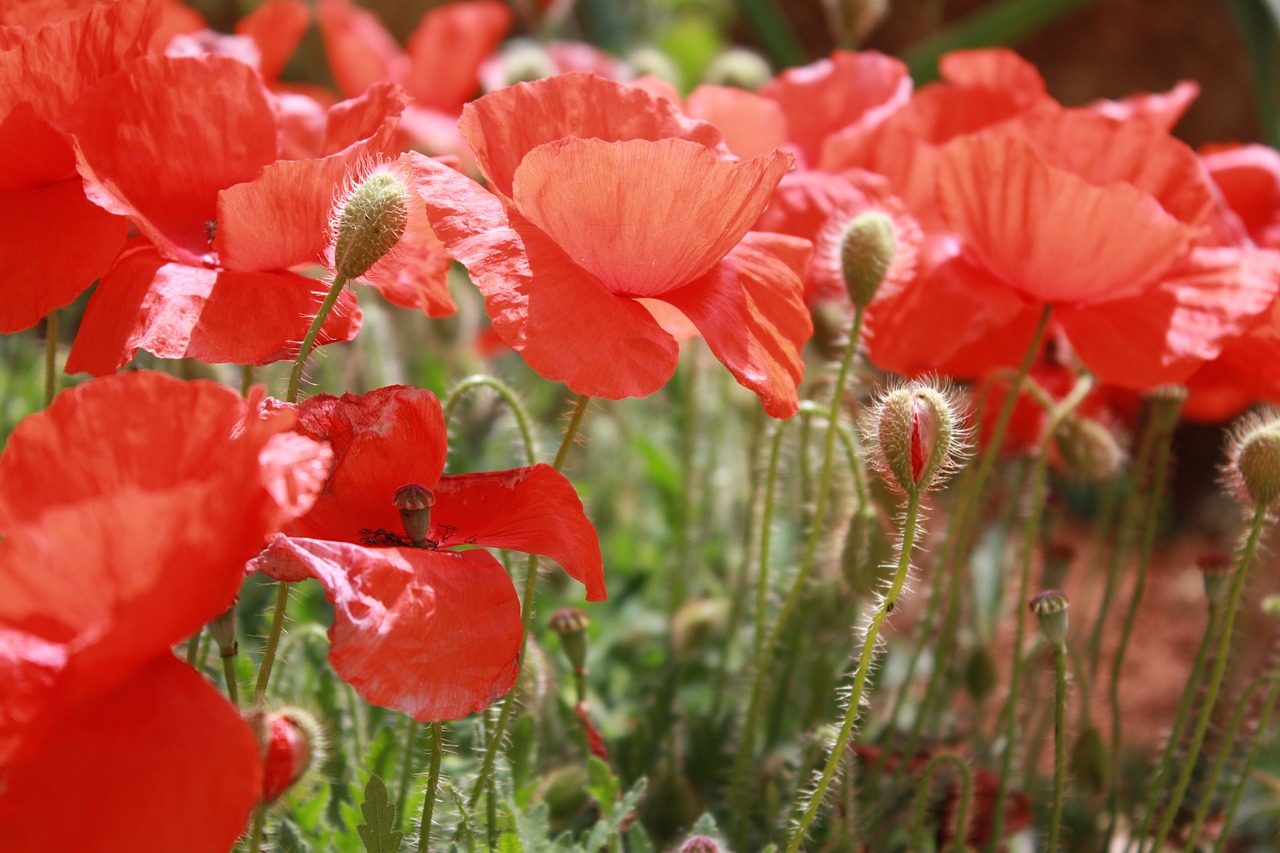 poppies flower campaign free photo