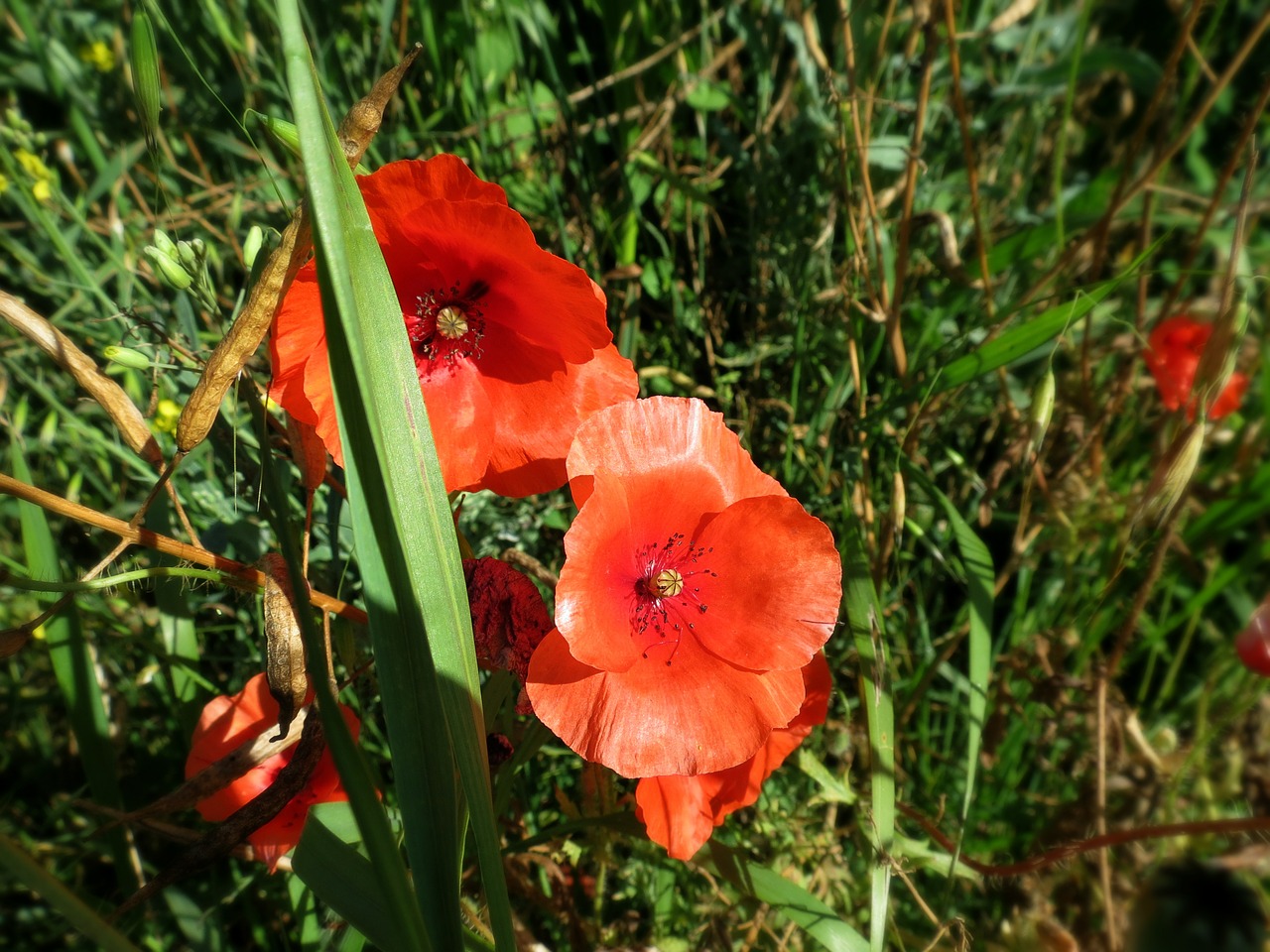 poppies flowers poppy free photo