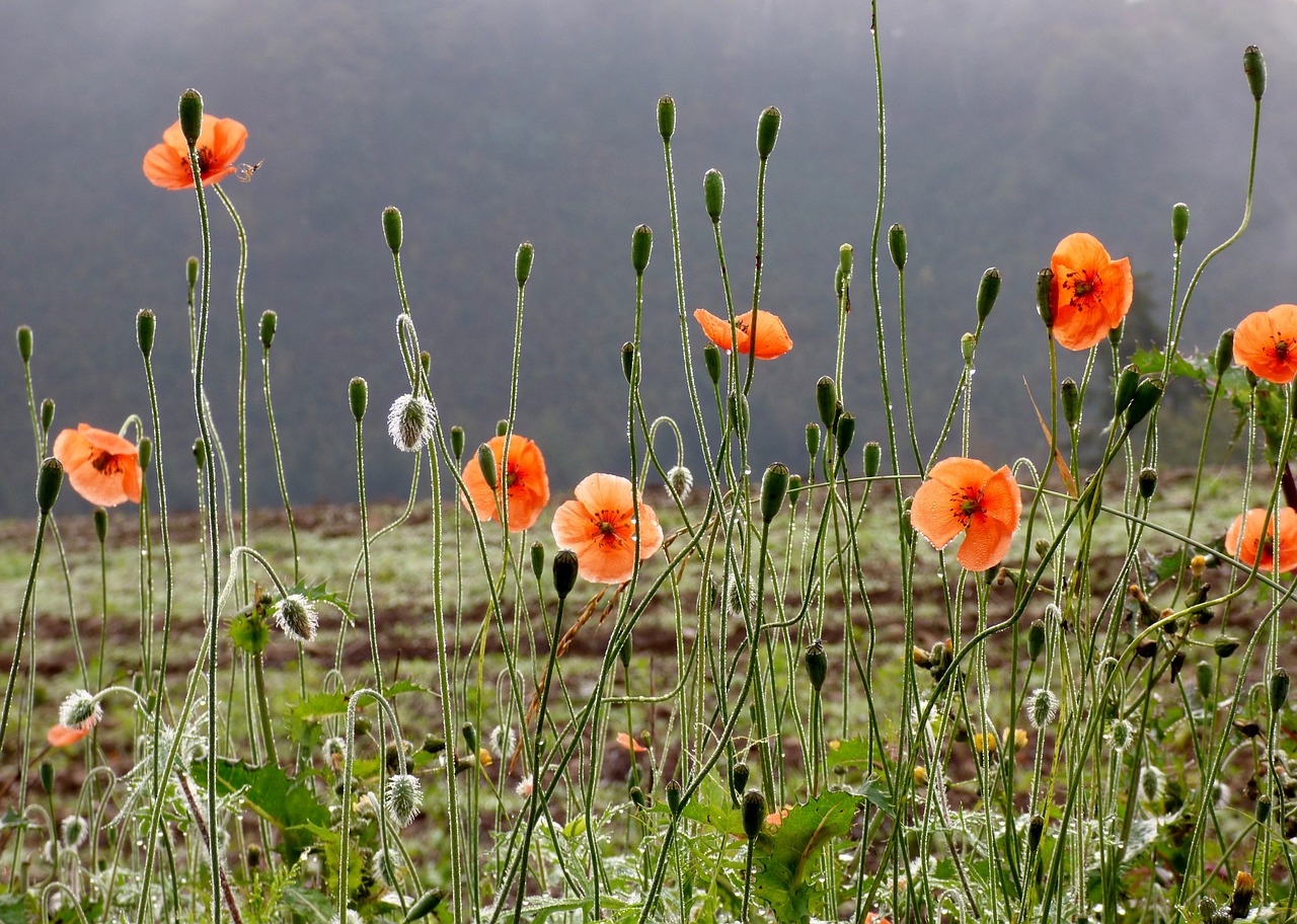 poppies nature flowers free photo