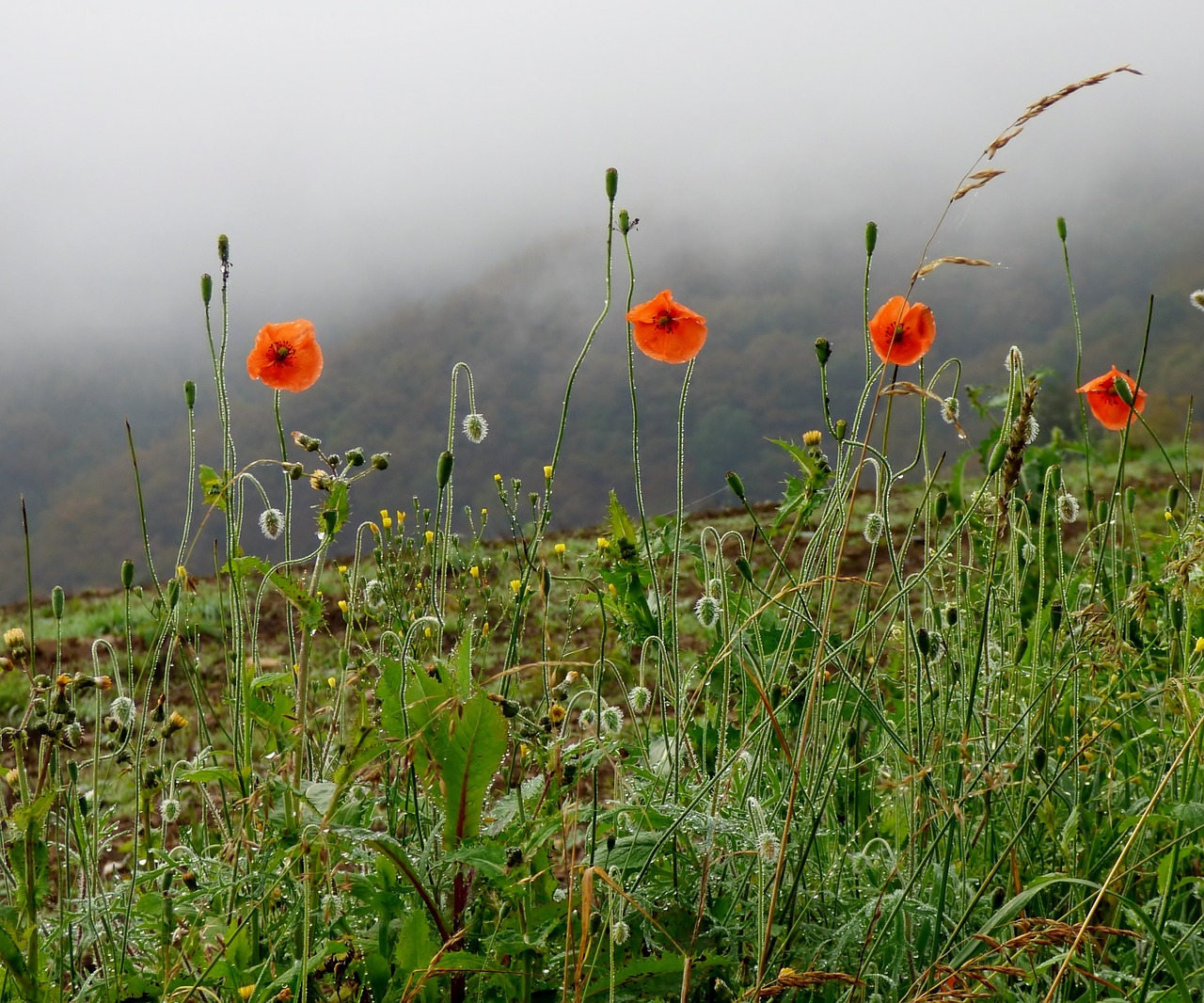 poppies accelerating fog flowers free photo