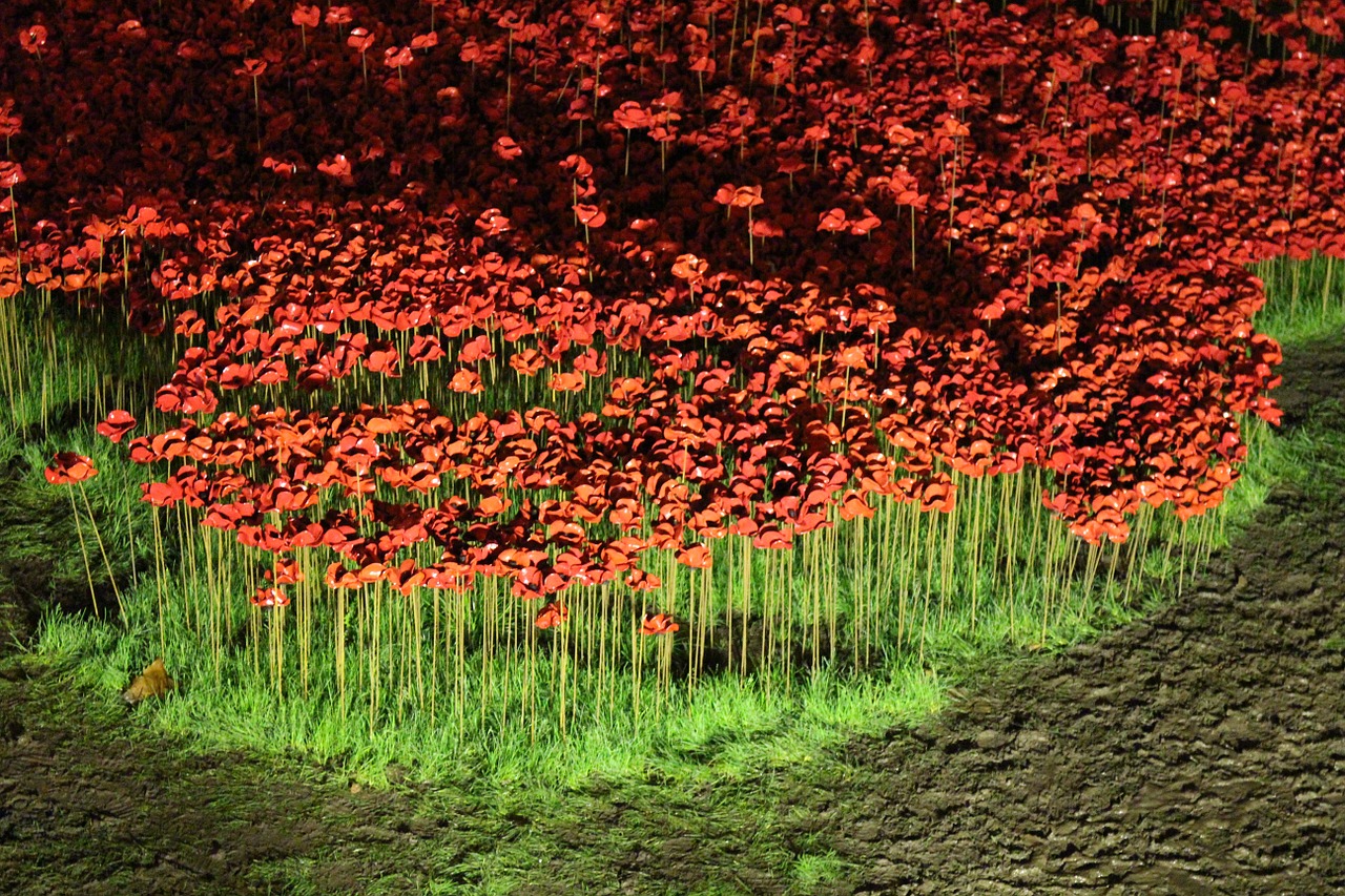 poppies rivers of blood ceramic free photo