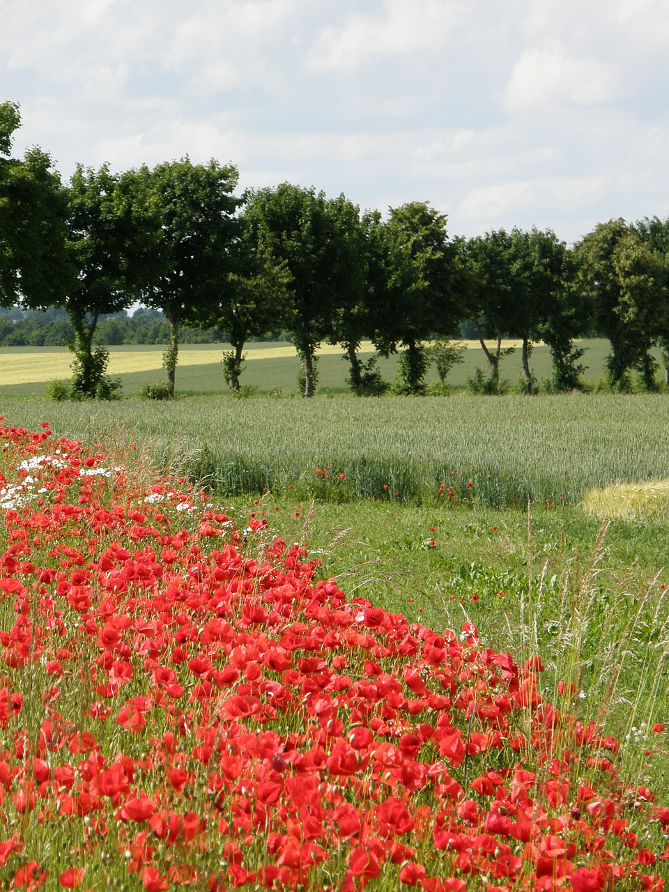 poppies red landscape free photo