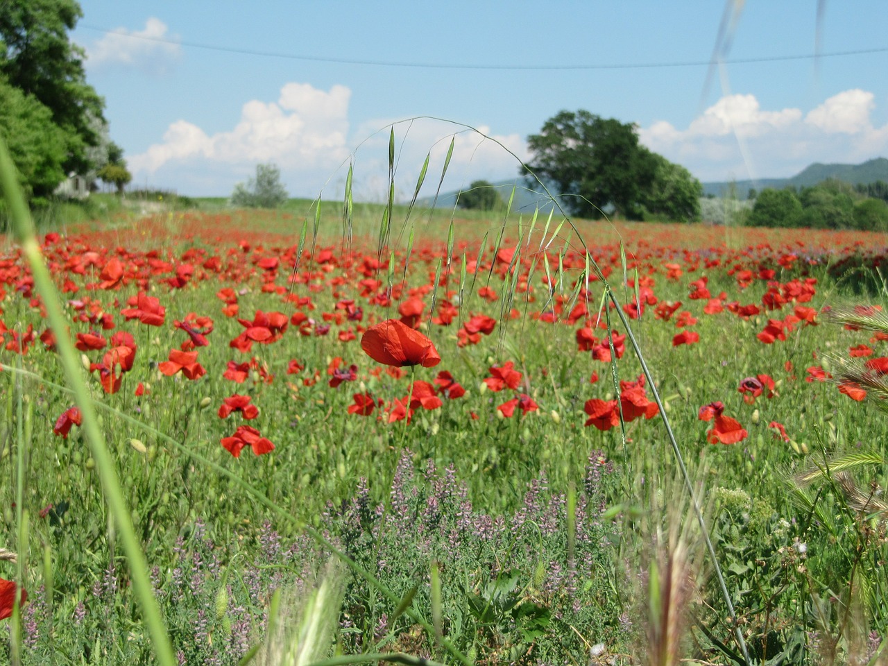 poppies red field free photo