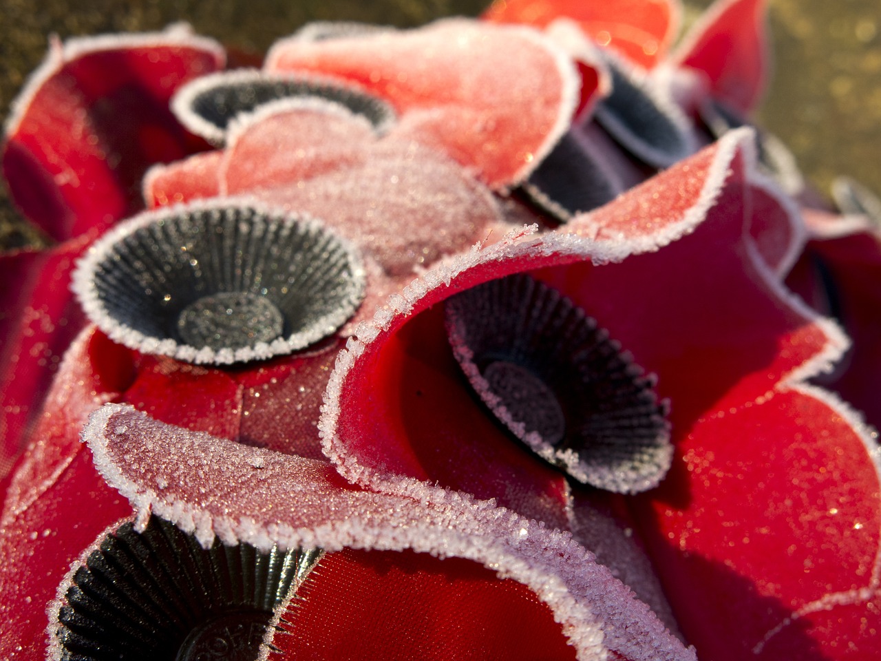 poppies remembrance wreath free photo
