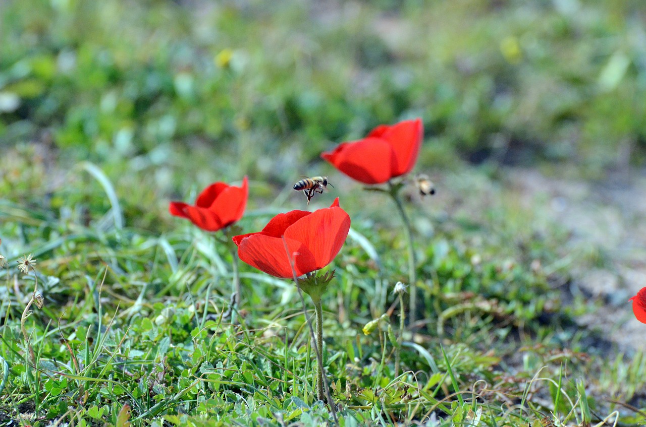 poppies bee red free photo