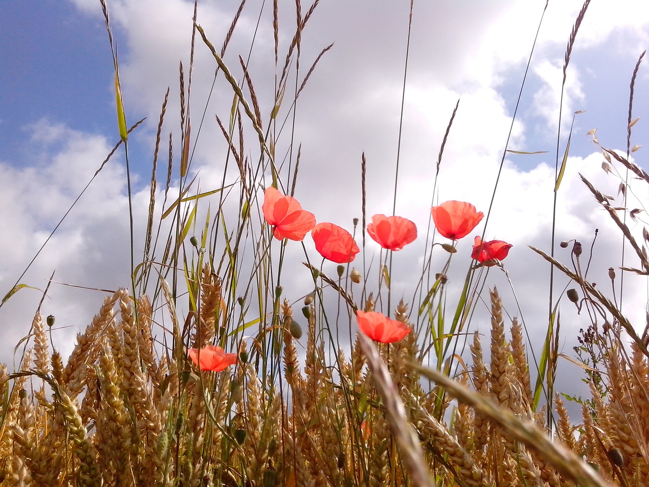 poppies meadow nature free photo