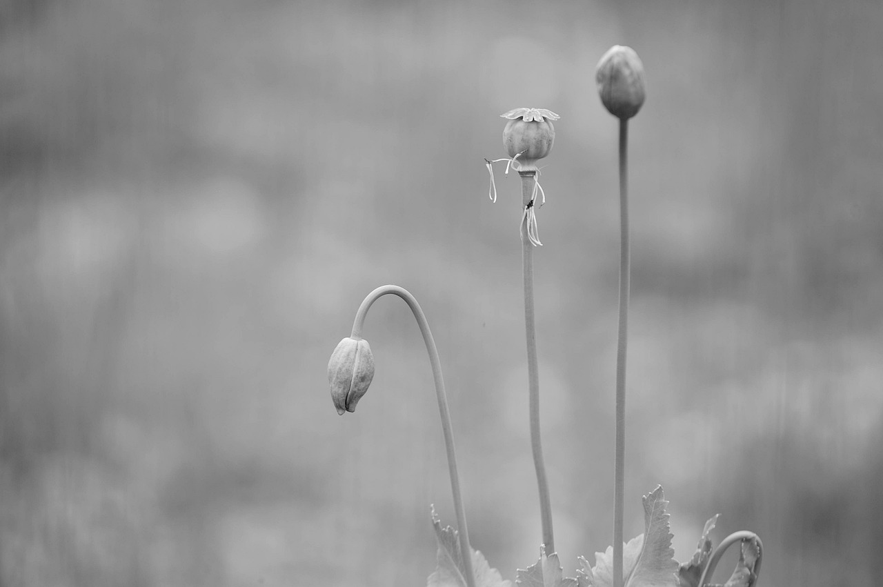 poppies plants nature free photo