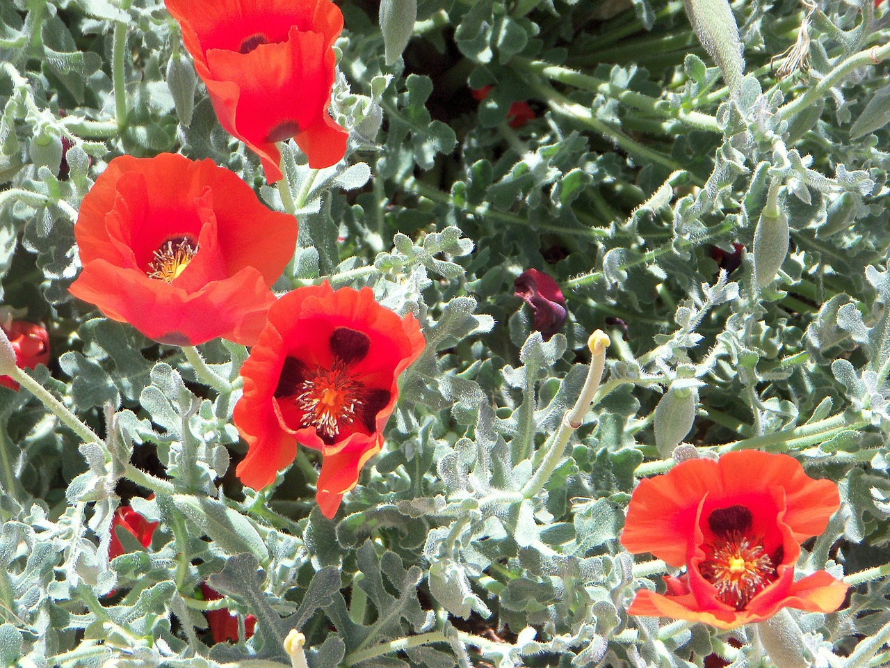 poppies floral plants free photo