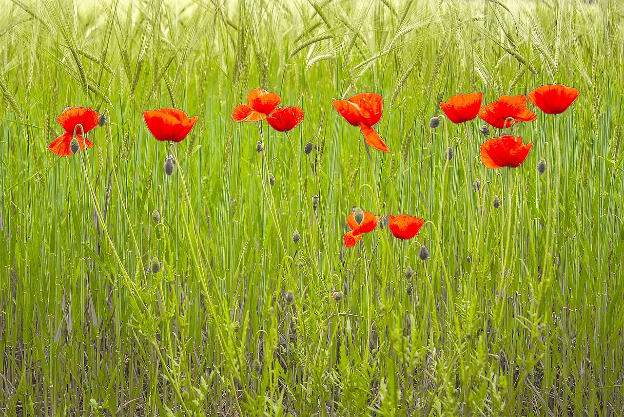 poppies field flowers free photo