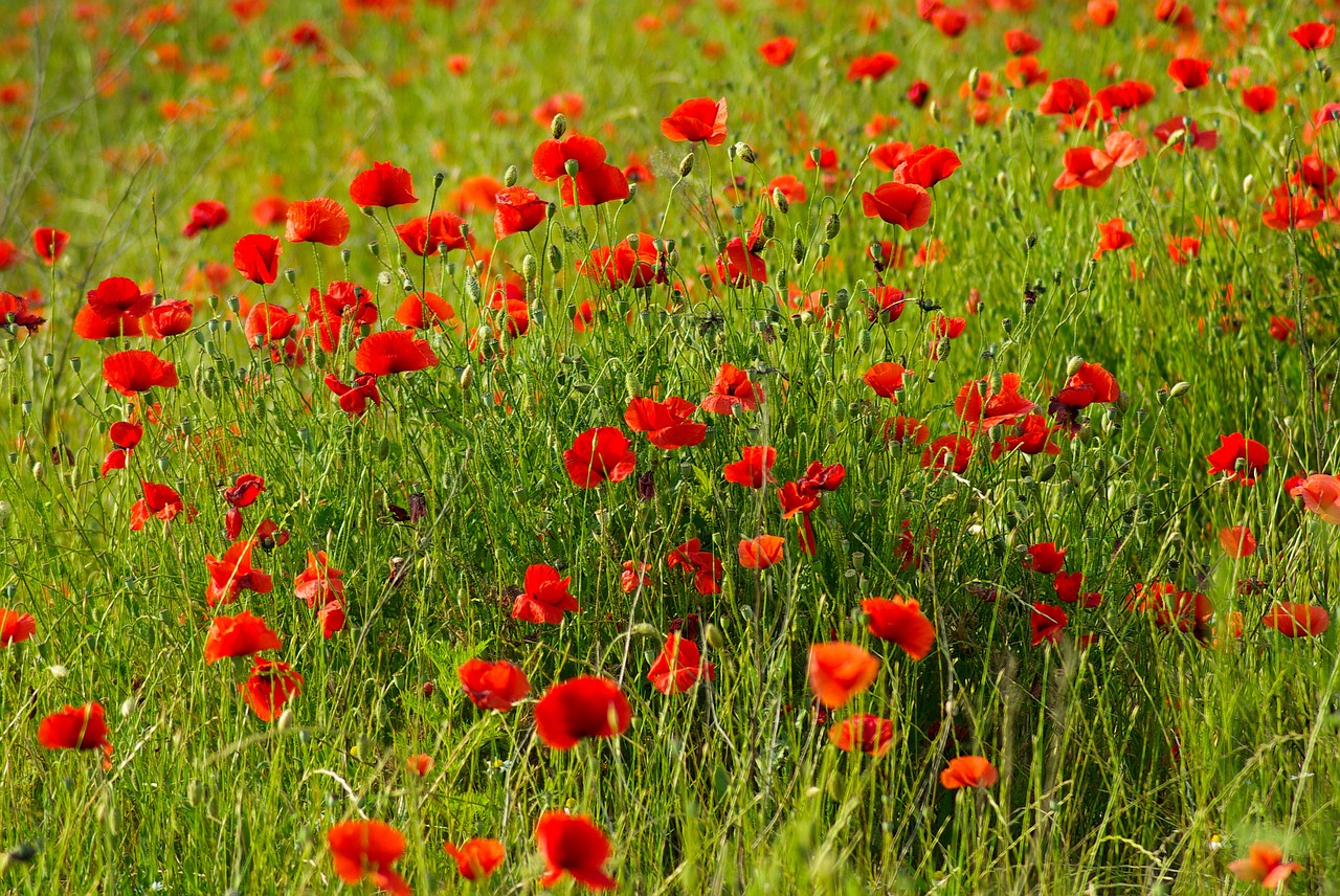 poppies flowers field of poppies free photo