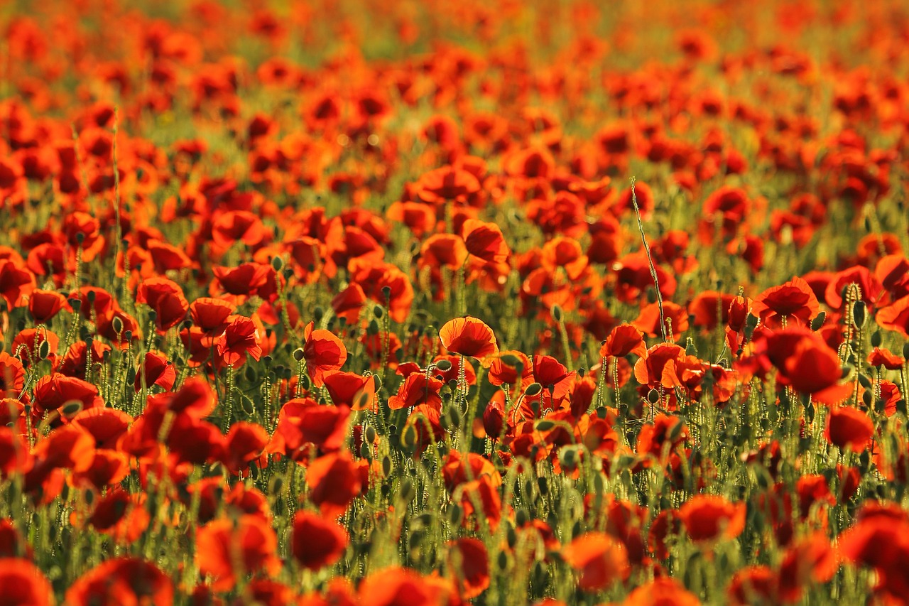 poppies field the terrain free photo