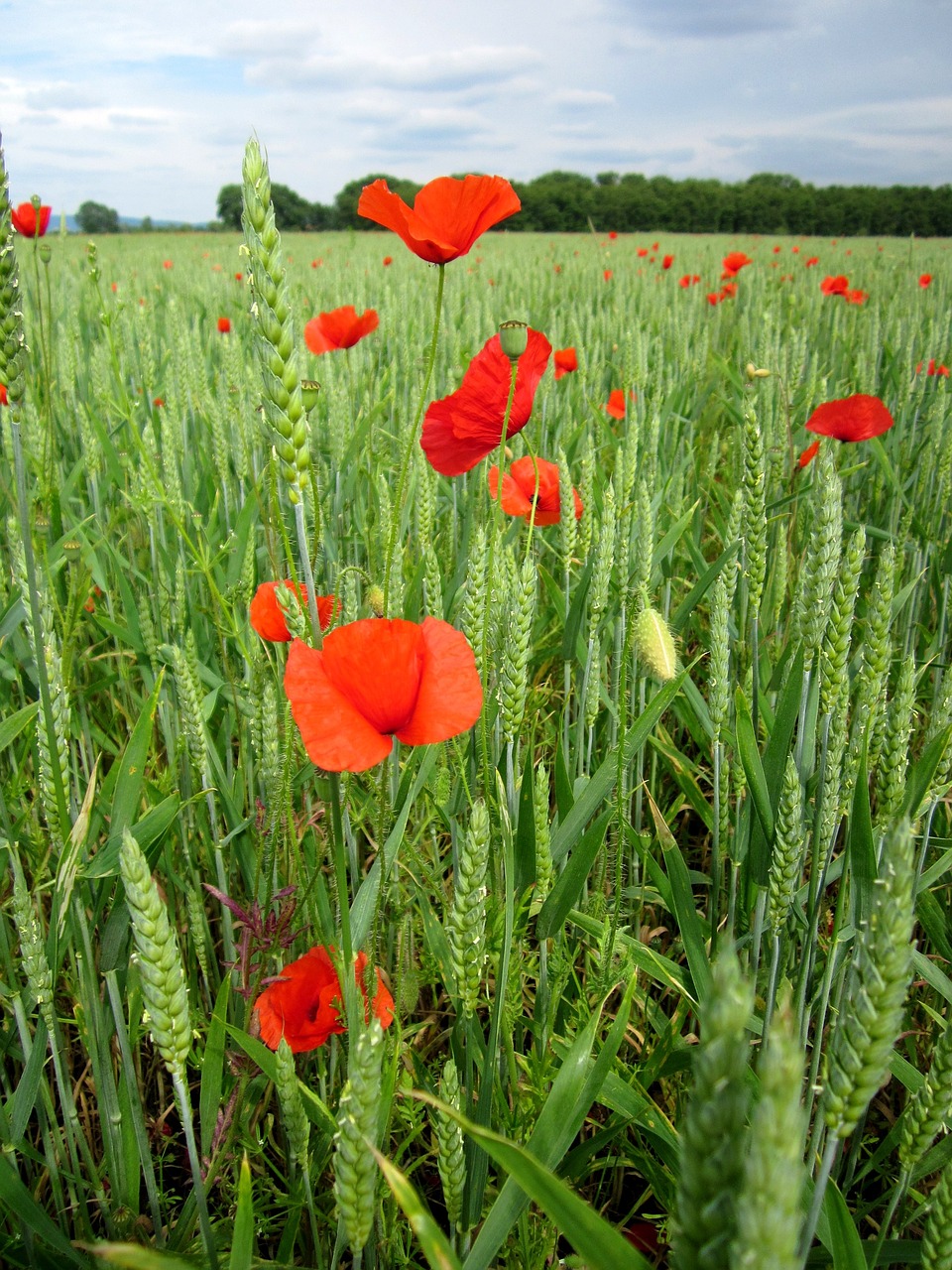 poppies field wheat free photo