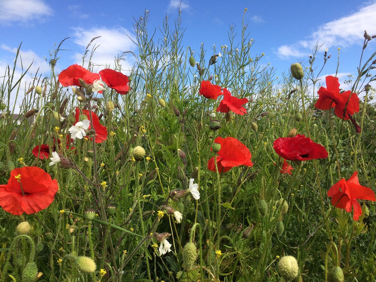 poppies meadow filed free photo