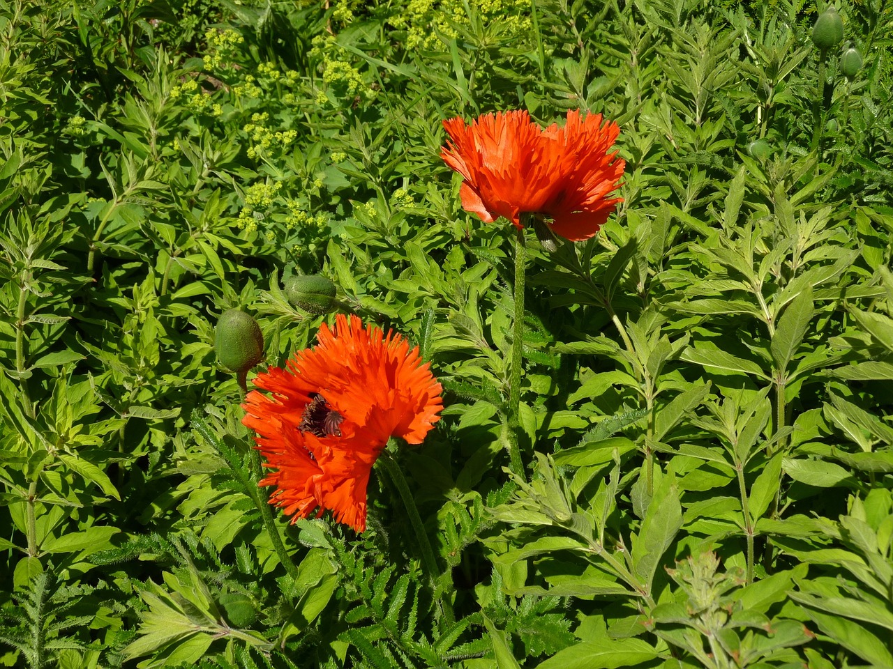 poppies poppy garden free photo