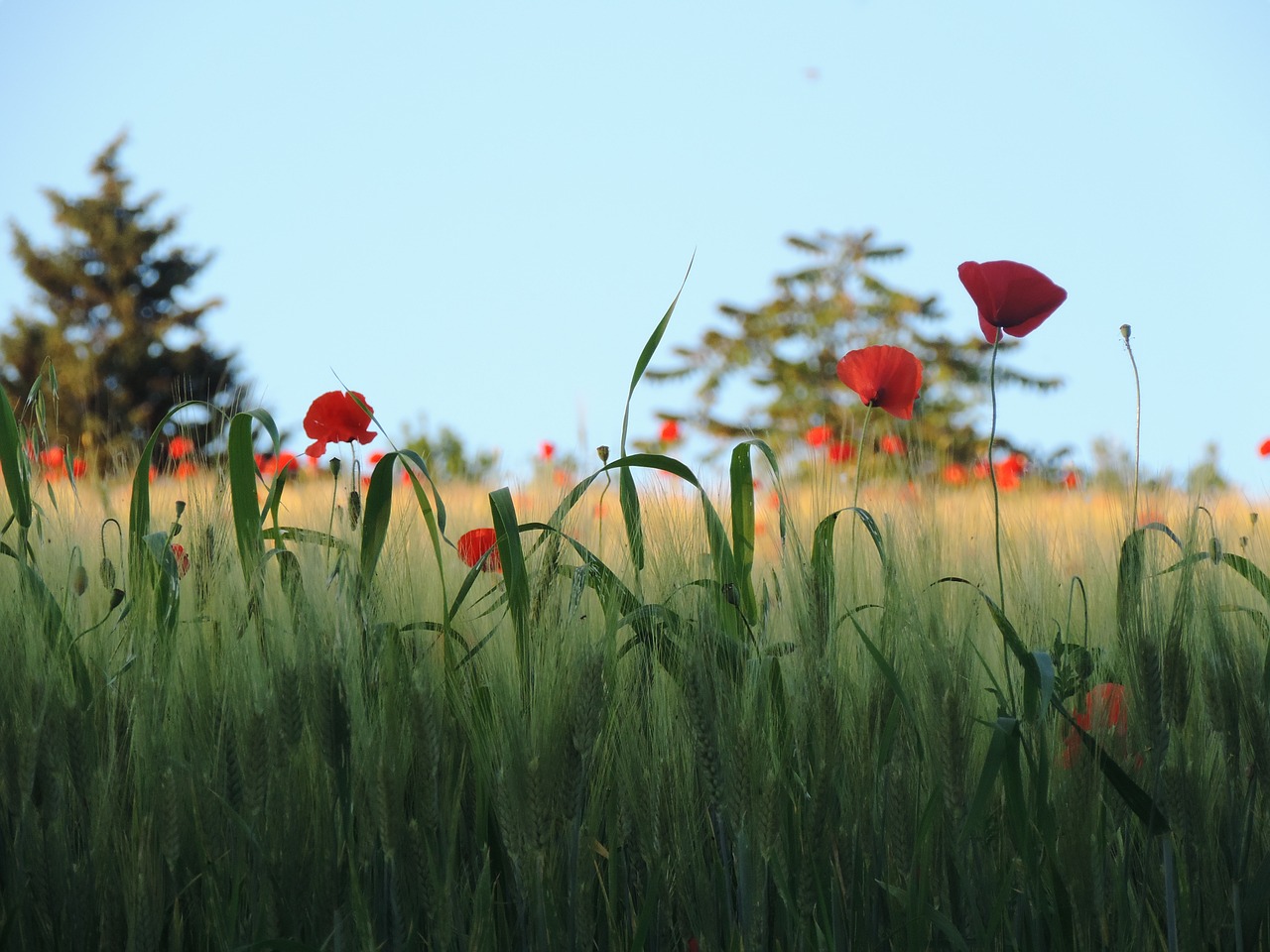 poppies field flowers free photo