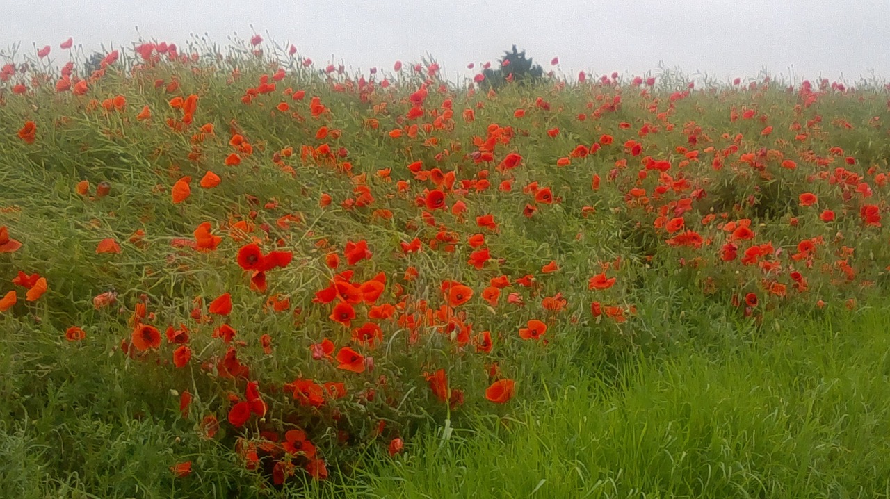 poppies flowers field free photo