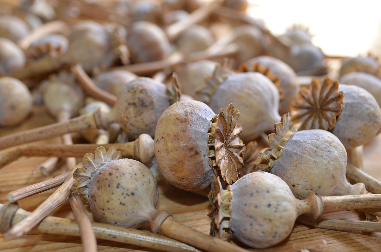 poppies dried dried flowers poppy opium free photo