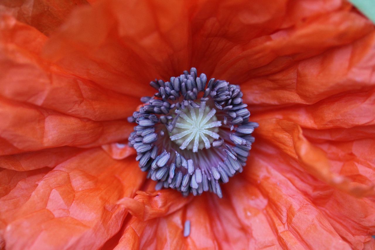 poppy flower summer free photo