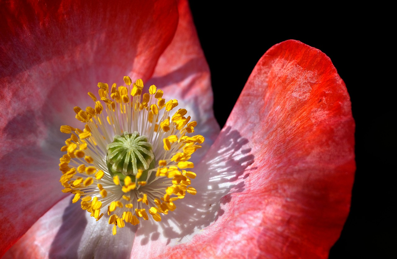 poppy poppy flower macro free photo