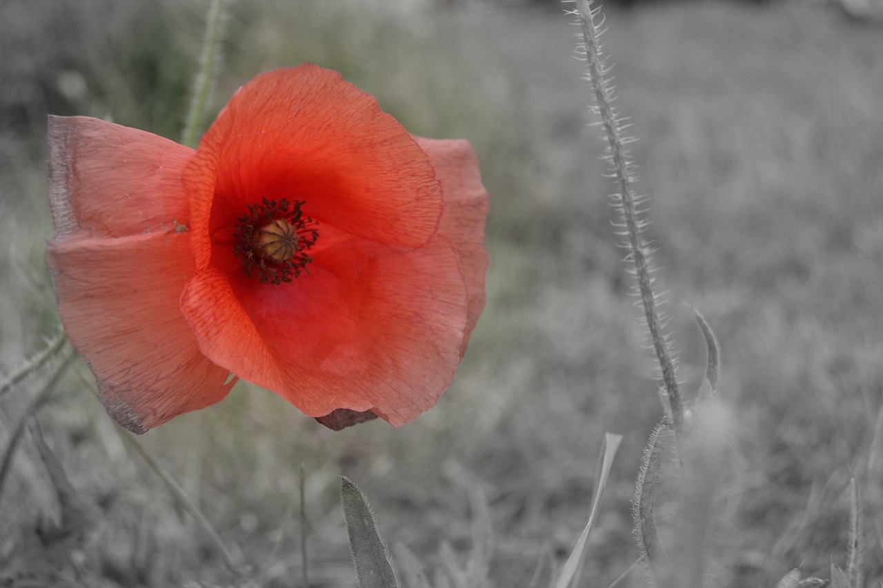 poppy red flower free pictures free photo