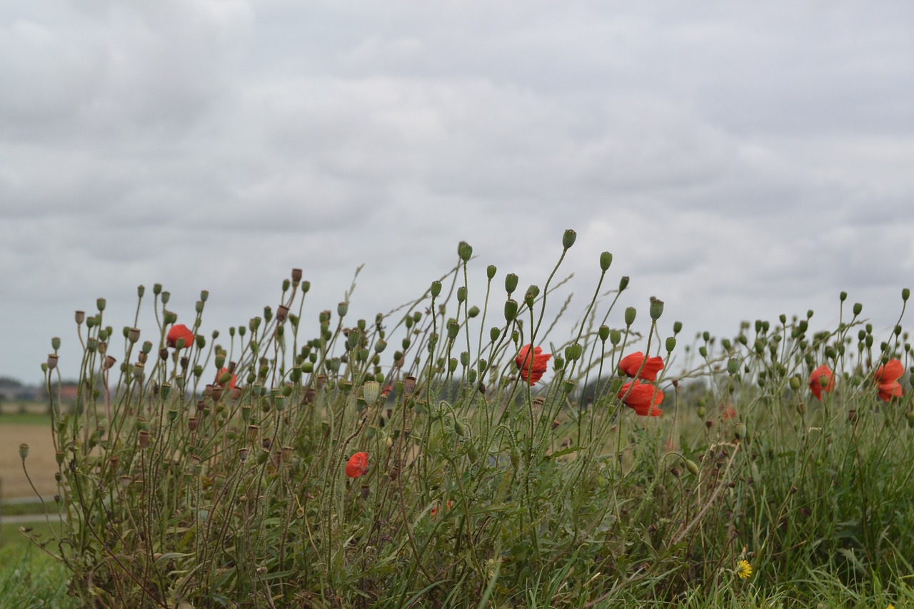 poppy field red flower free photo