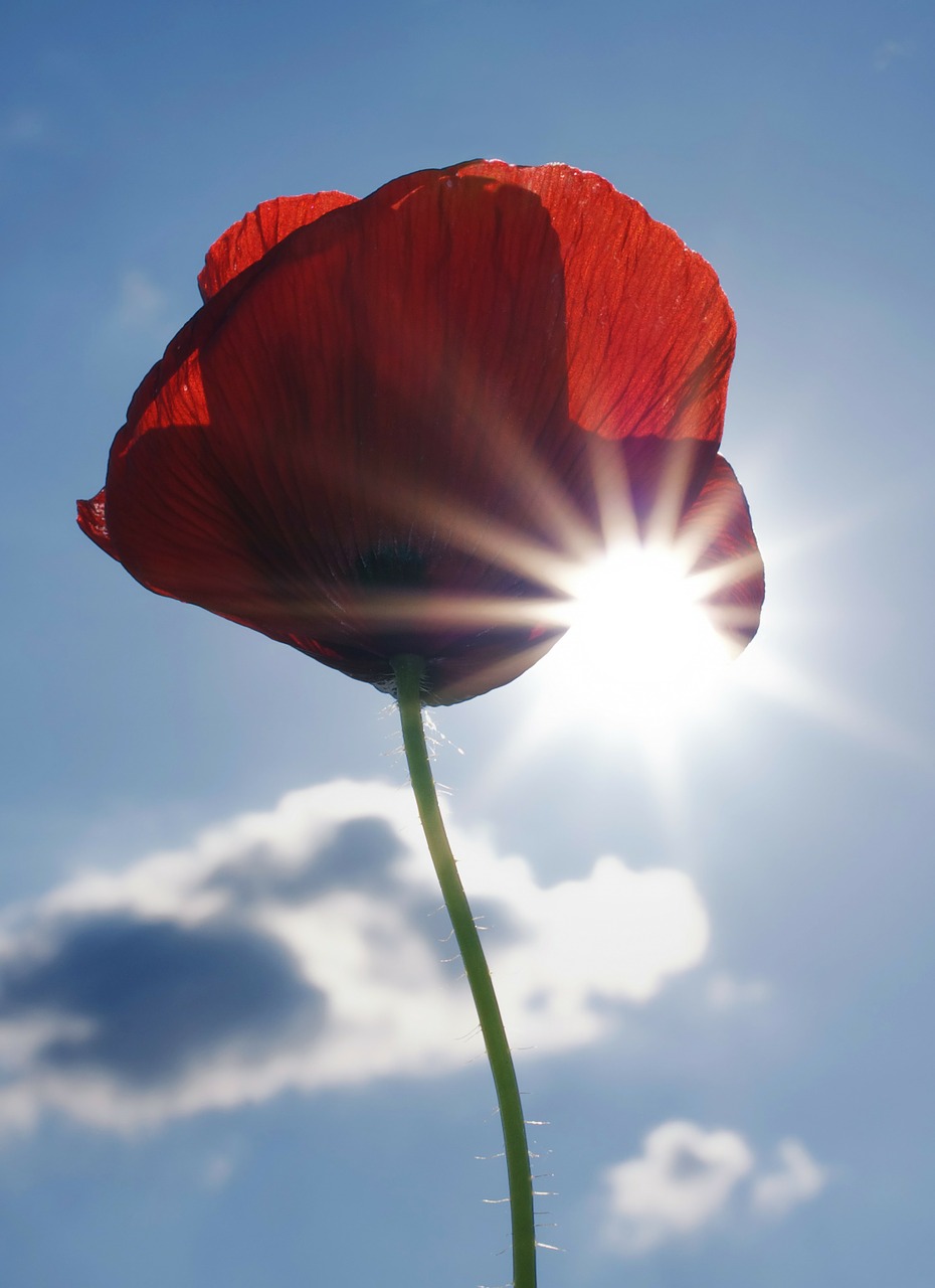 poppy poppy flower blossom free photo