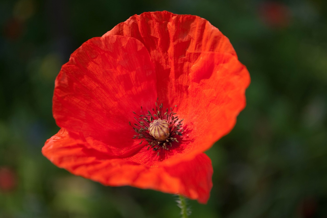 poppy flower red free photo