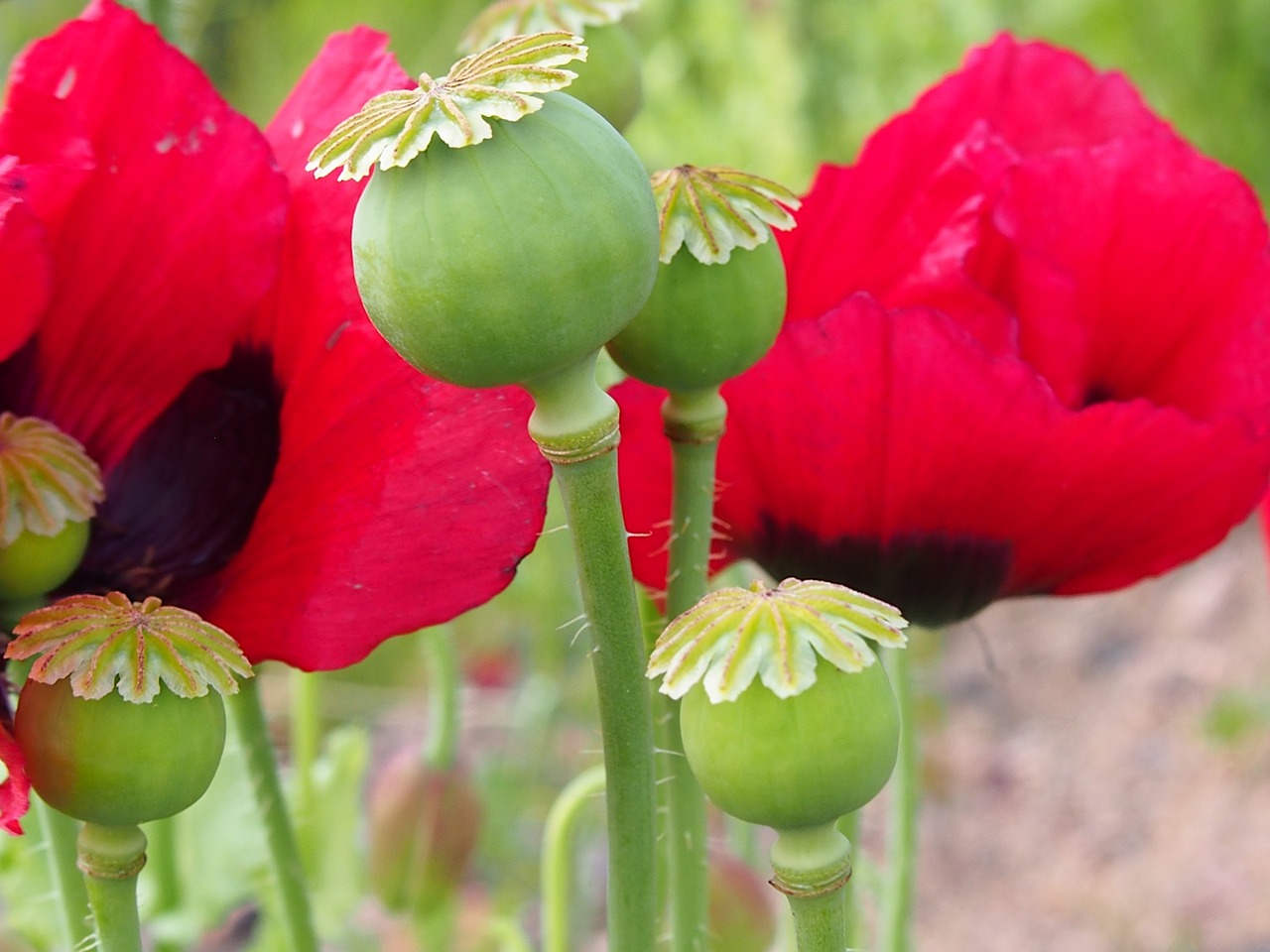 poppy poppyhead red free photo