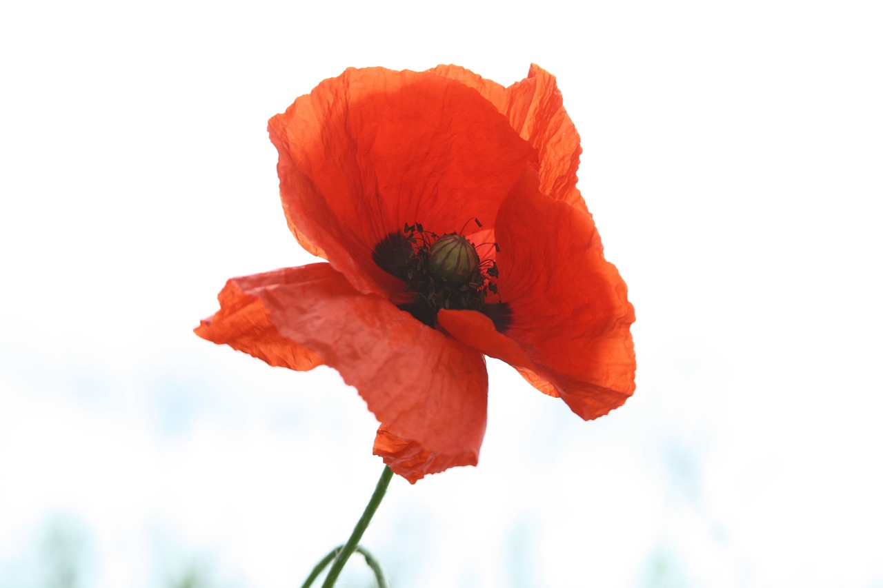 poppy red poppy flower free photo