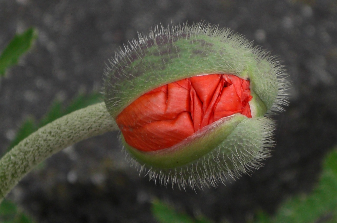 poppy green nature free photo