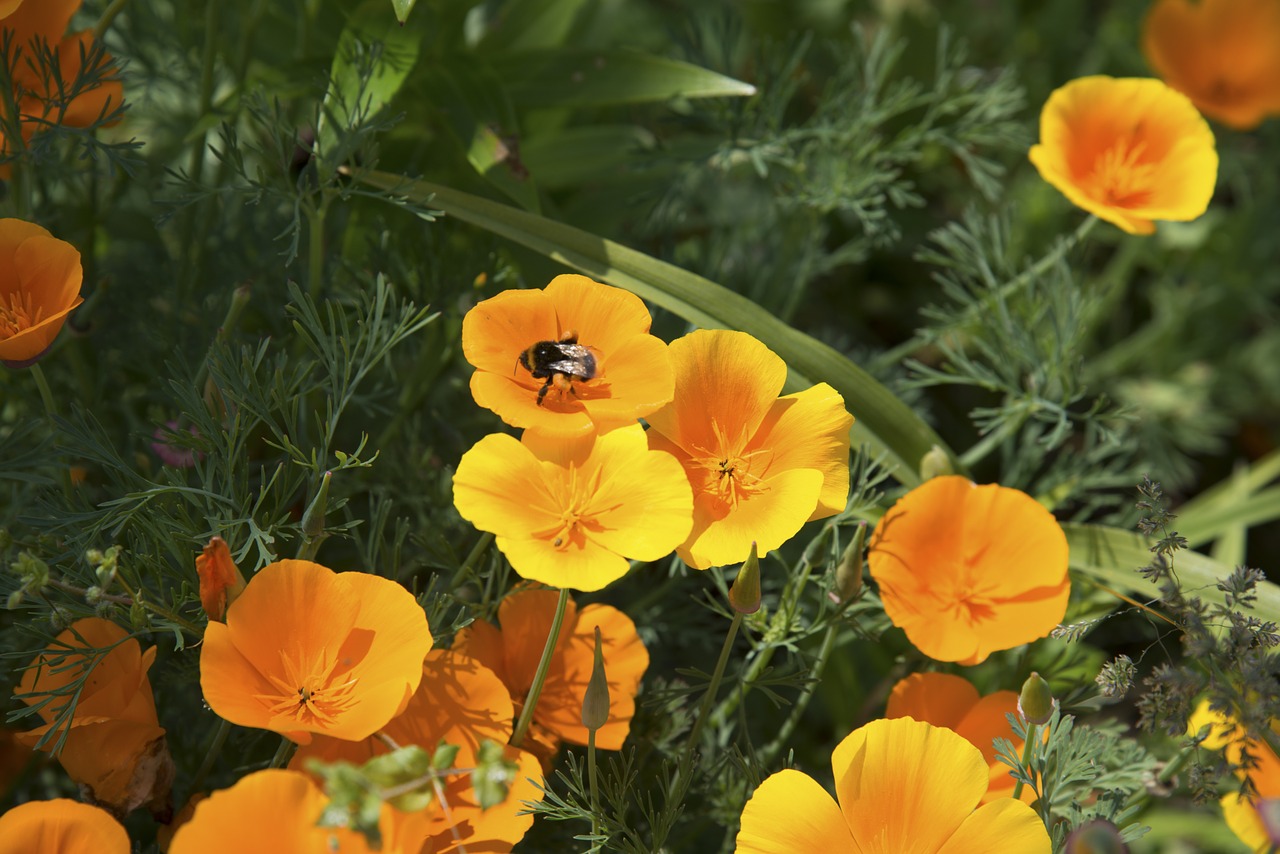 poppy flower bud free photo