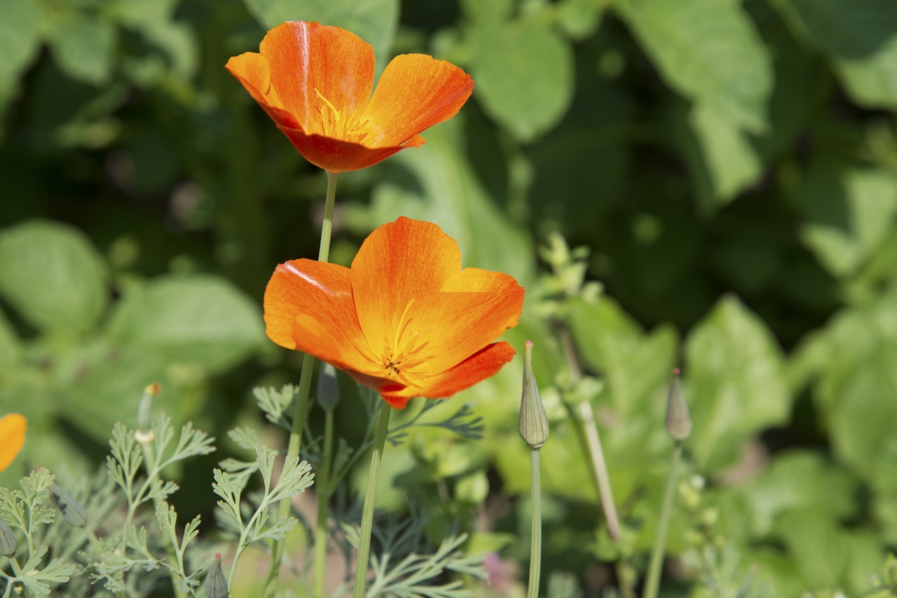 poppy flower bud free photo