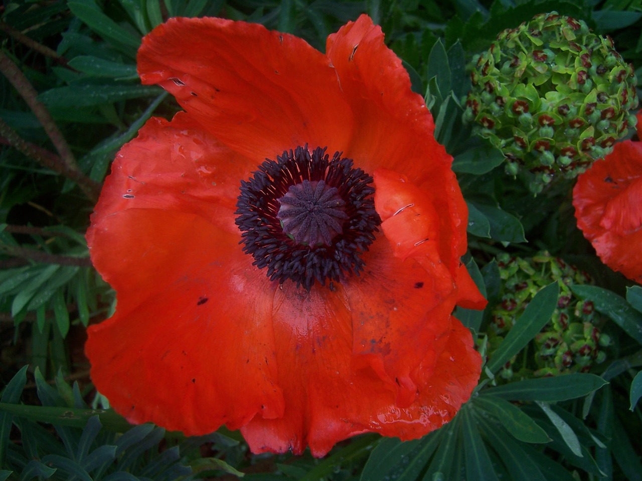 poppy flower red free photo