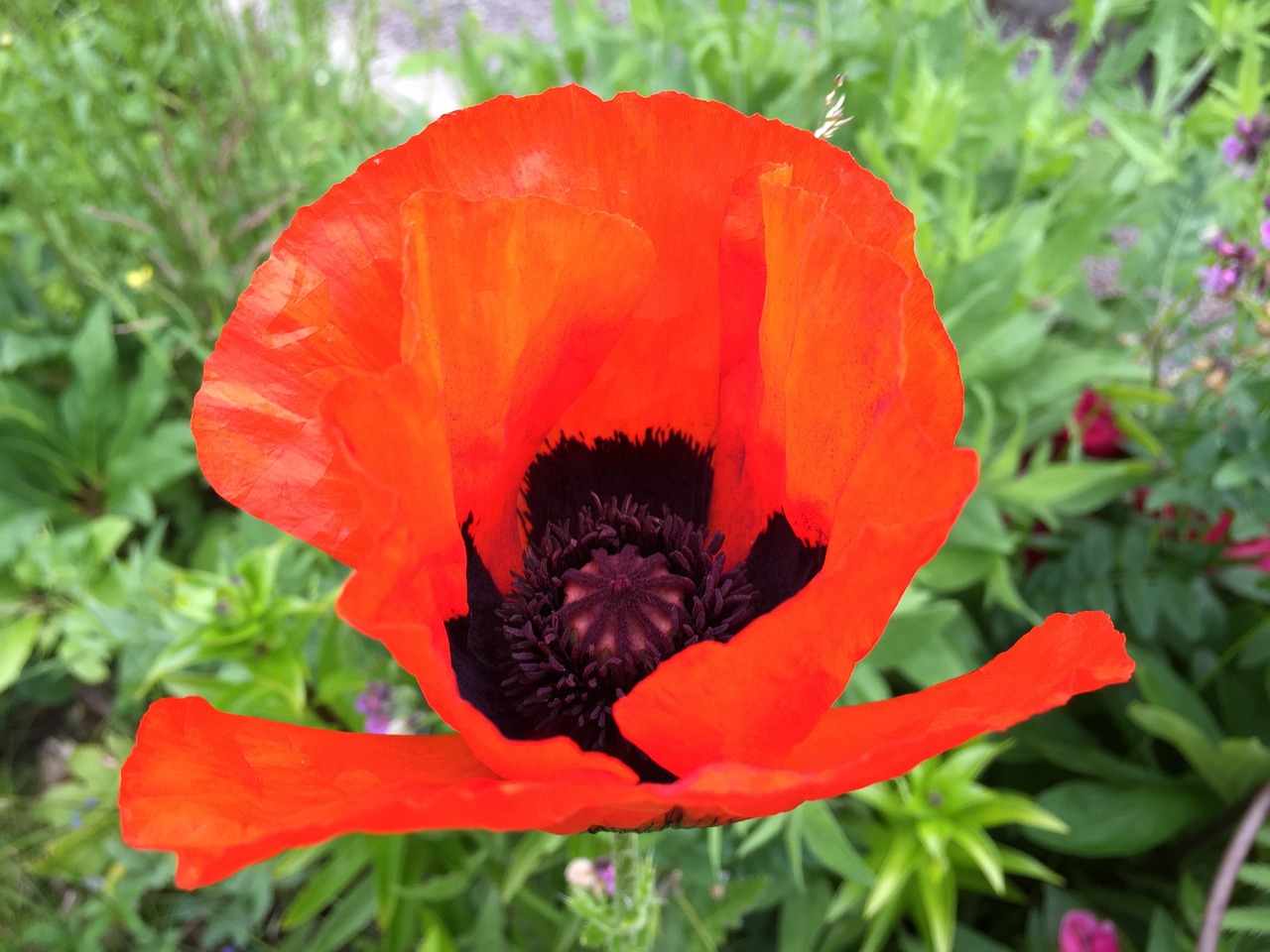 poppy flower orange free photo