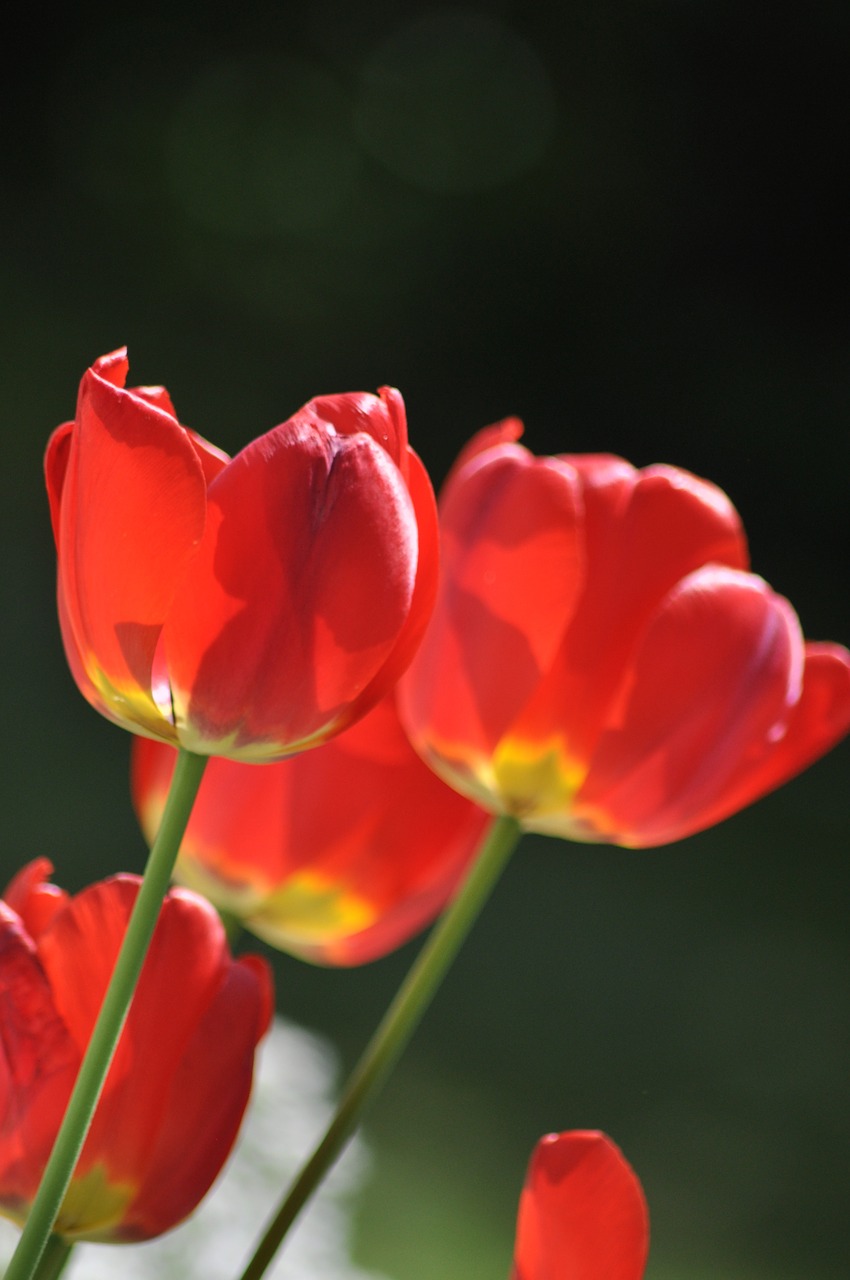 poppy flower red free photo